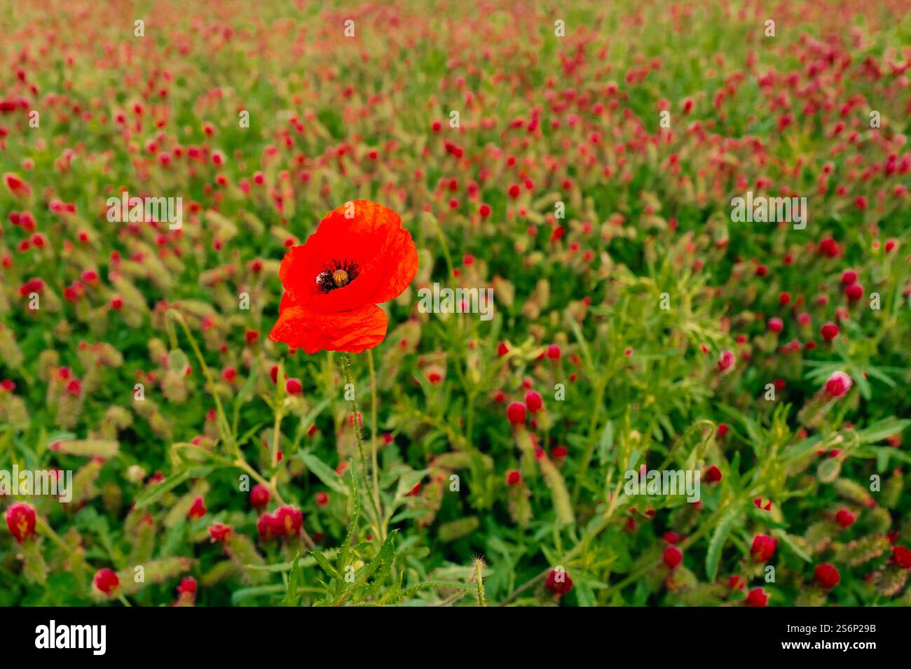 Roter Mohn zwischen Kleeblüumen auf einem grünen Feld Stockfoto