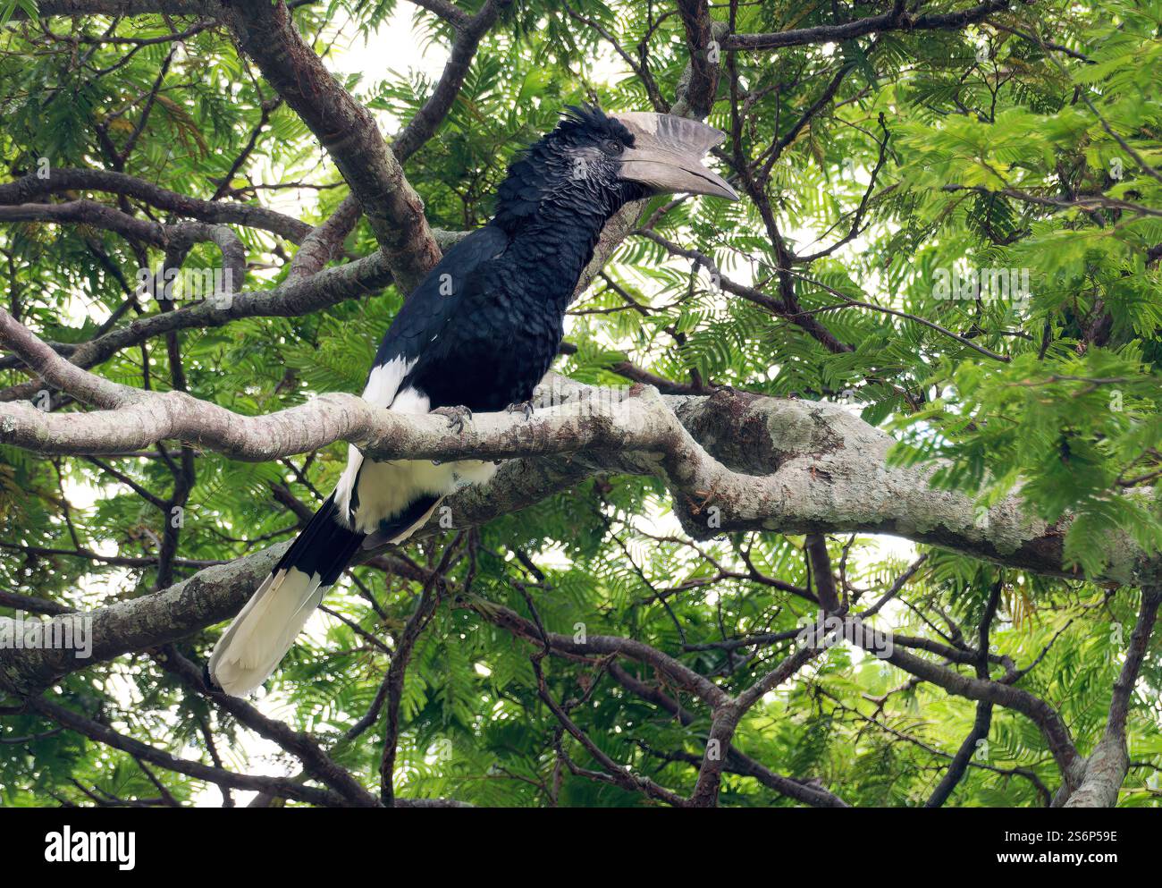 Schwarz-weiß-Casqued-Nashornvogel, Grauwangen-Hornvogel, Calao à joues grises, Bycanistes subzylindricus, Entebbe Botanischer Garten, Entebbe Stockfoto