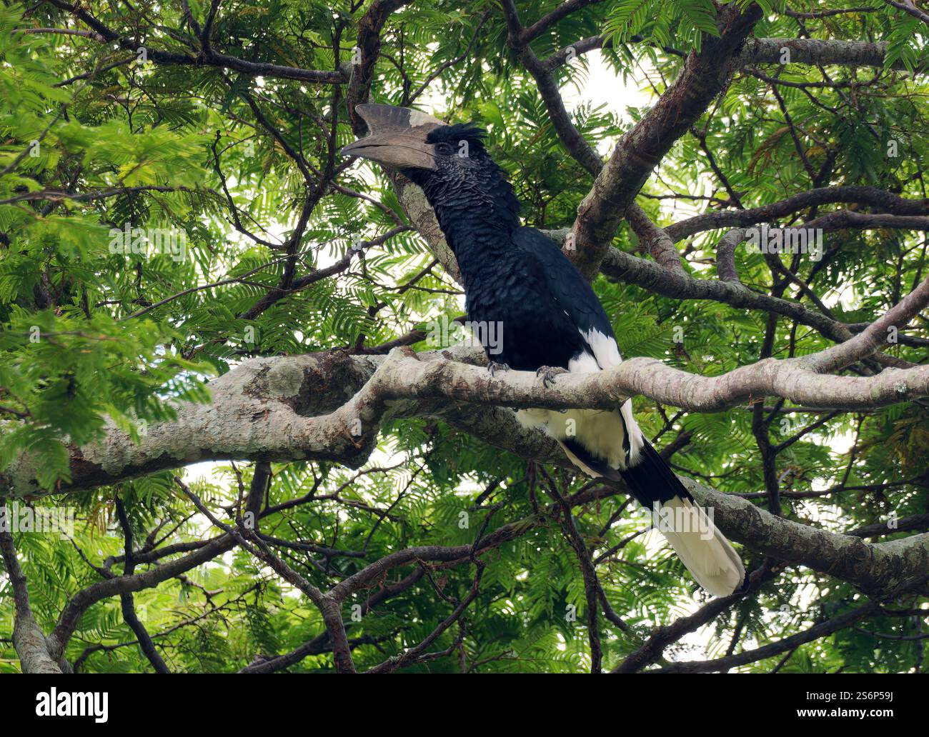 Schwarz-weiß-Casqued-Nashornvogel, Grauwangen-Hornvogel, Calao à joues grises, Bycanistes subzylindricus, Entebbe Botanischer Garten, Entebbe Stockfoto