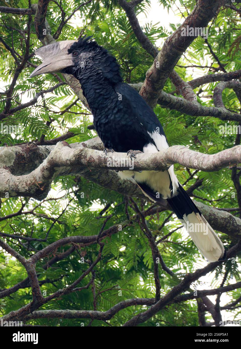 Schwarz-weiß-Casqued-Nashornvogel, Grauwangen-Hornvogel, Calao à joues grises, Bycanistes subzylindricus, Entebbe Botanischer Garten, Entebbe Stockfoto