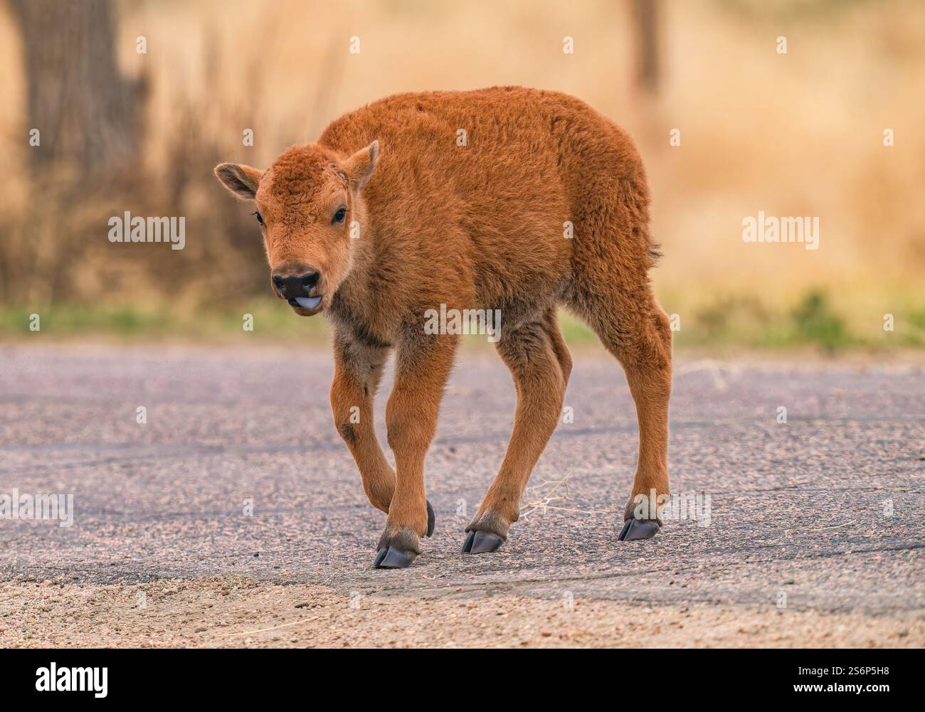 Beim Überqueren einer Straße im Rocky Mountain Arsenal Wildlife Refuge in Colorado steht ein junger Bison aus der Zunge. Nahaufnahme der Beobachtung. Stockfoto