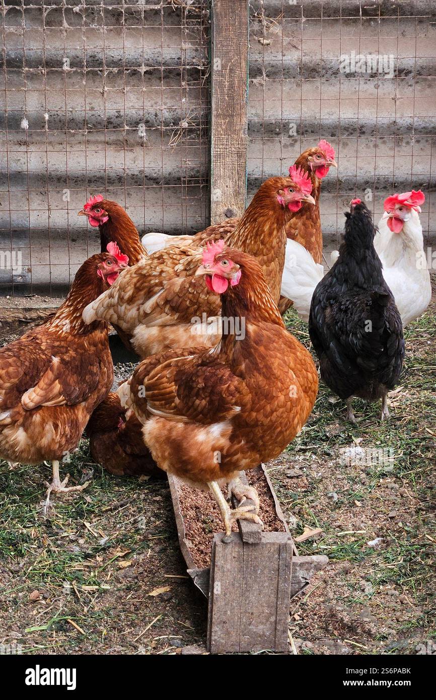 Braune, weiße und schwarze Hühner versammelten sich um eine Futterschale auf einem Bauernhof. Geflügel in ländlicher Umgebung in nachhaltiger Landwirtschaft und im natürlichen Freiland HE Stockfoto