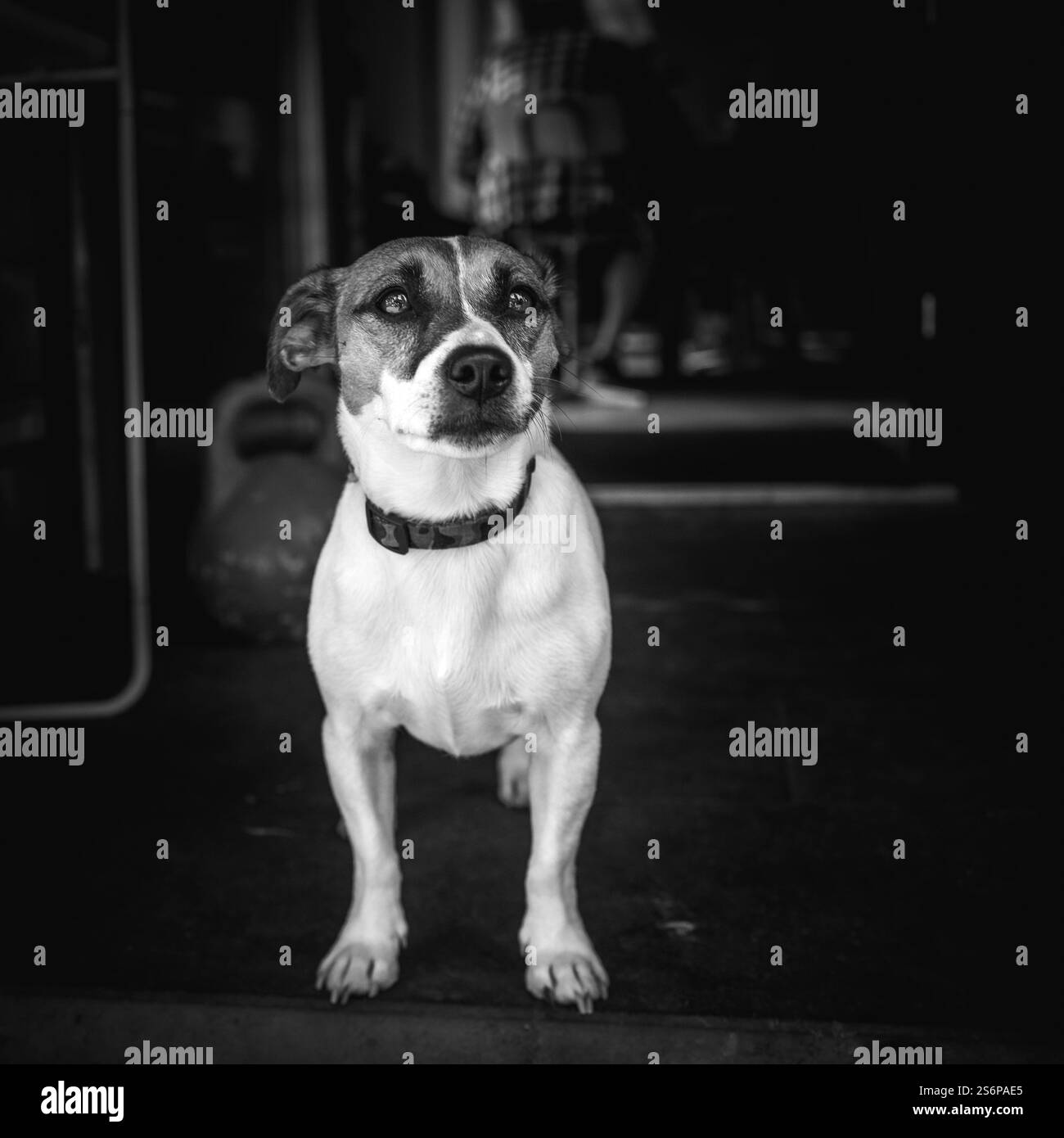 Tierheim, Hunde und Kätzchen Stockfoto