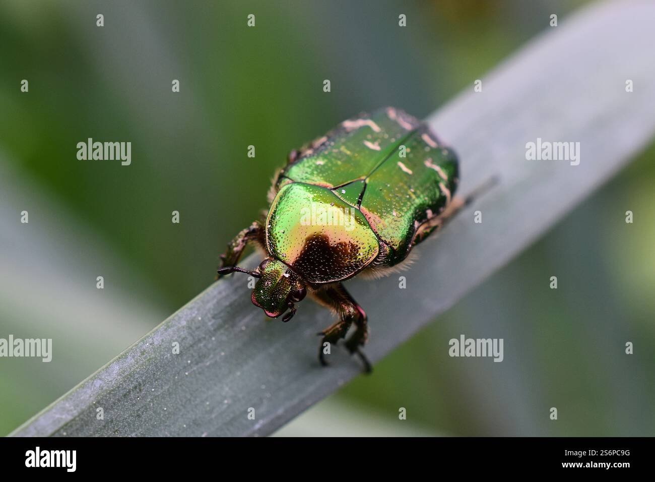 Rosenscheuer Cetonia aurata Stockfoto
