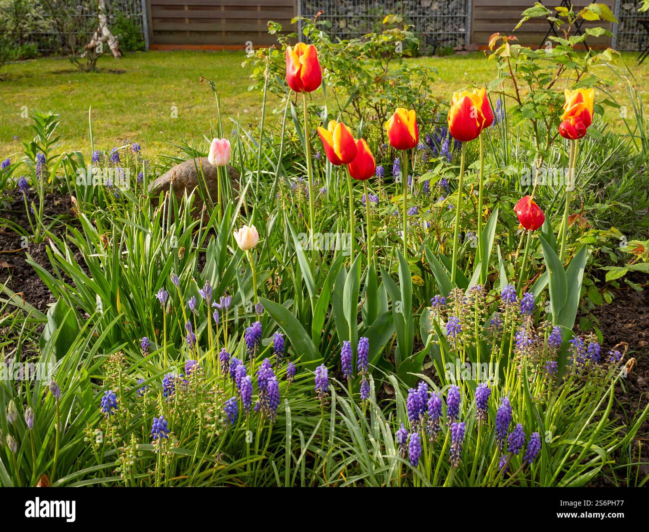 Tulpen und Hyazinthen im Garten Stockfoto