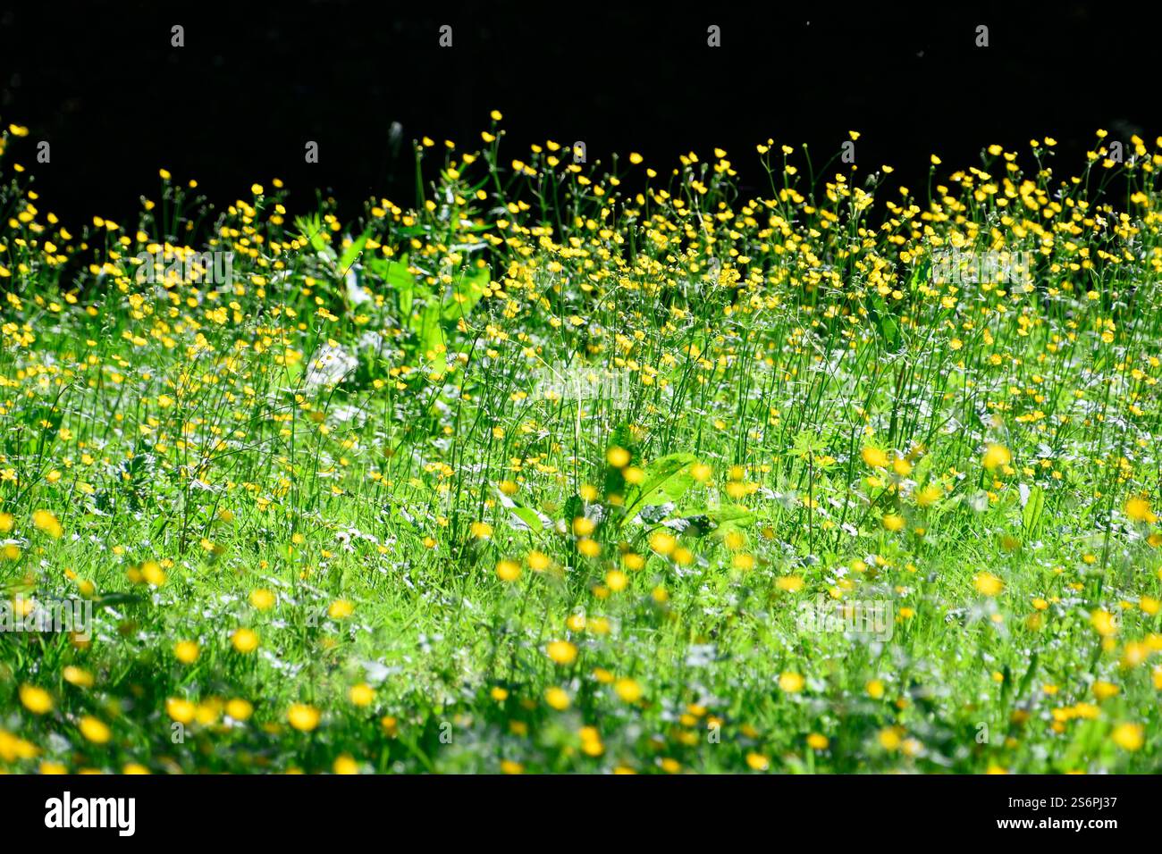 Buttercup oder Hahnenklee gegen das Licht Stockfoto