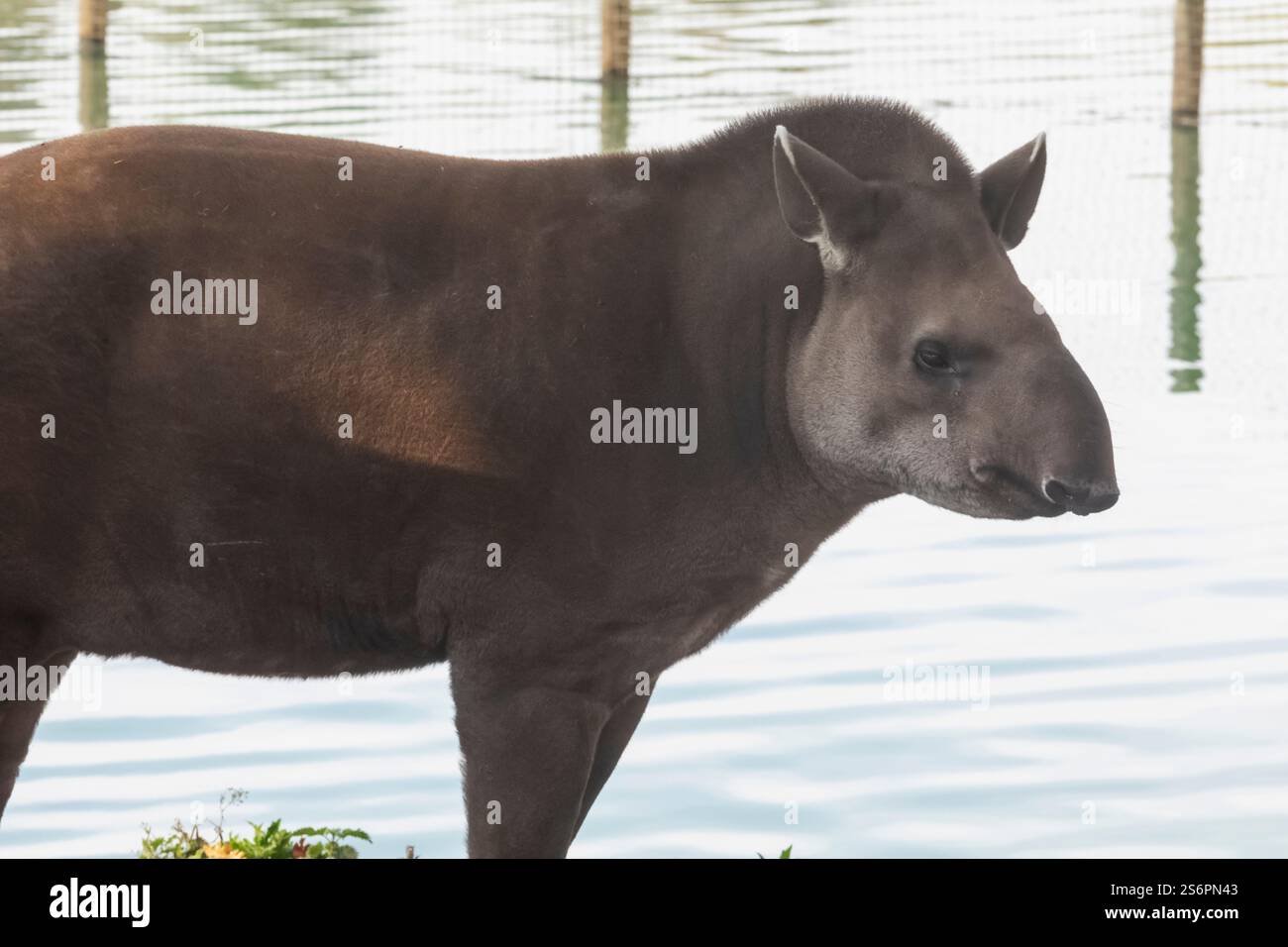 England, Kent, Wingham, Wingham Wildlife Park, Lowland Tapir Stockfoto