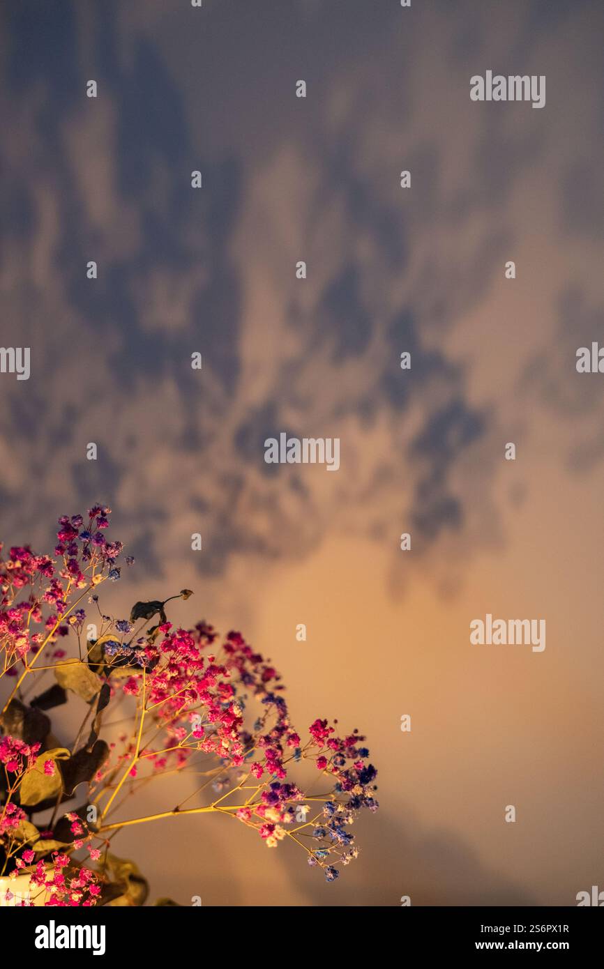 Foto: Atemberaubender Blick auf leuchtende rosa und lila Blumen, die zarte Schatten auf eine warme Wand werfen und eine ruhige Szene voller natürlicher Schönheit schaffen Stockfoto