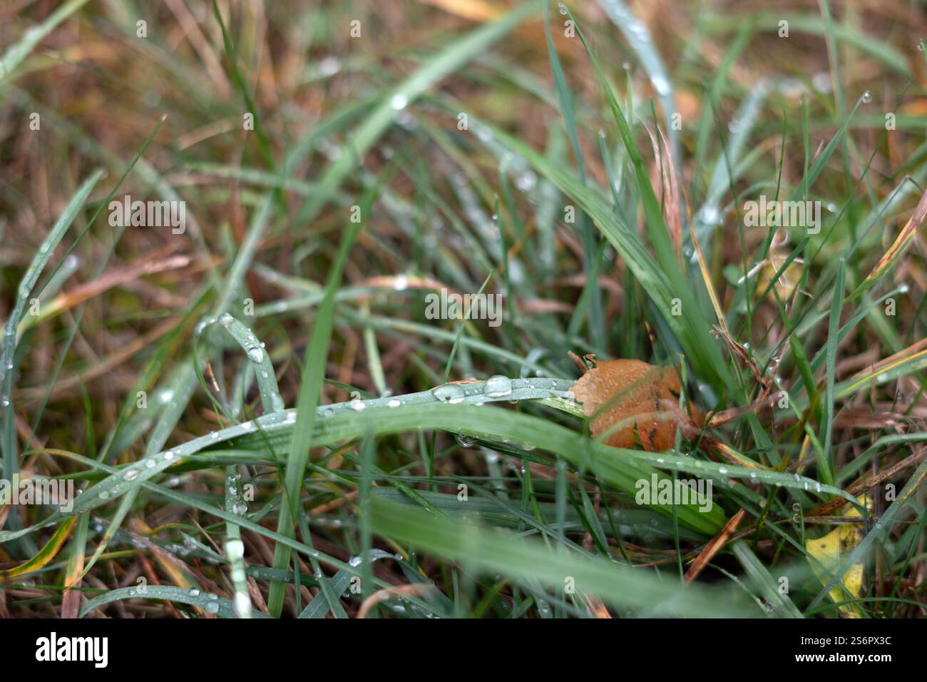Foto Erkunden Sie die komplizierten Details der Natur mit taugeschmücktem Gras und enthüllen Sie die Frische des morgens und die einfache Schönheit, die in einer Natur zu finden ist Stockfoto