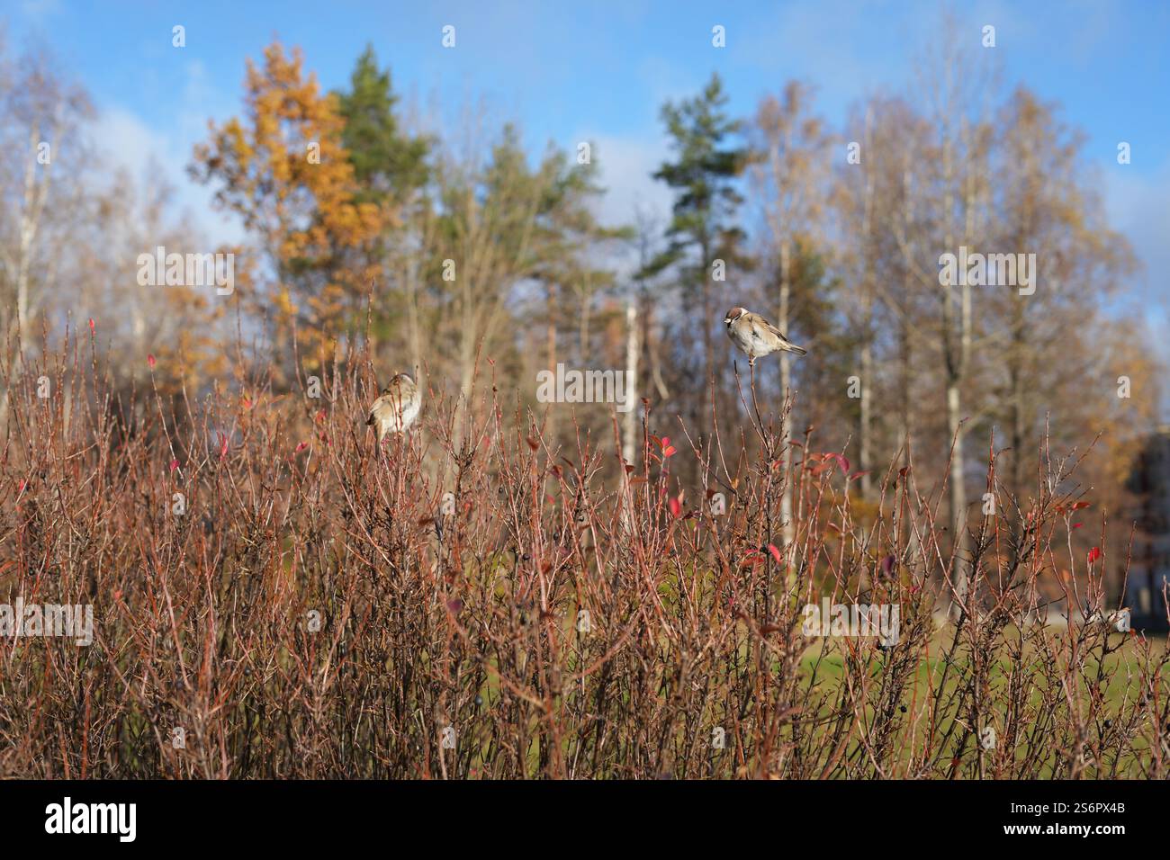 Foto, Vogel, Ast, Herbst, Landschaft, Himmel, Baum, Wildnis, Natur, landschaftlich, Tierwelt, Ruhe, Outdoor Stockfoto