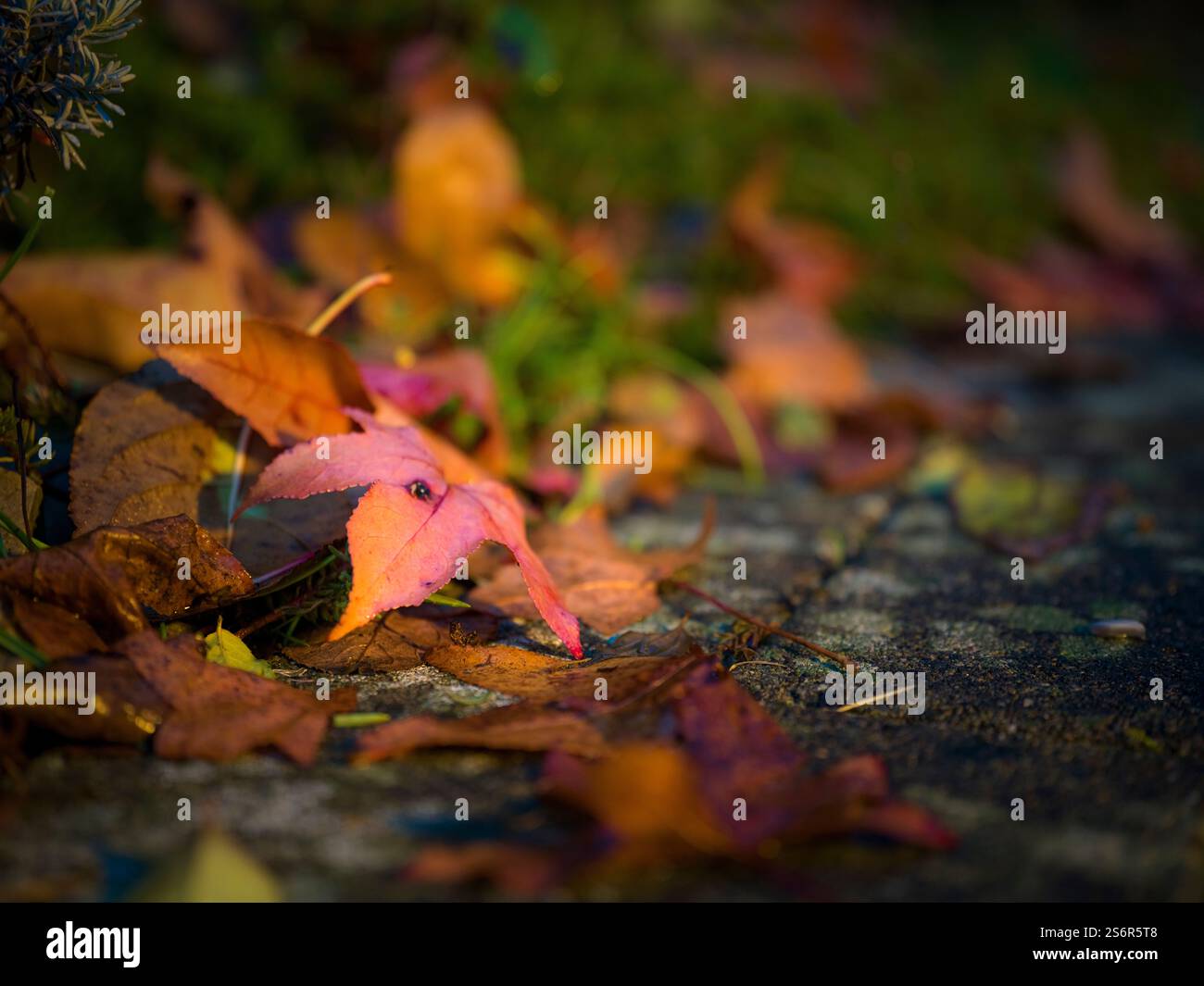Herbstlaub, Nahaufnahme Stockfoto