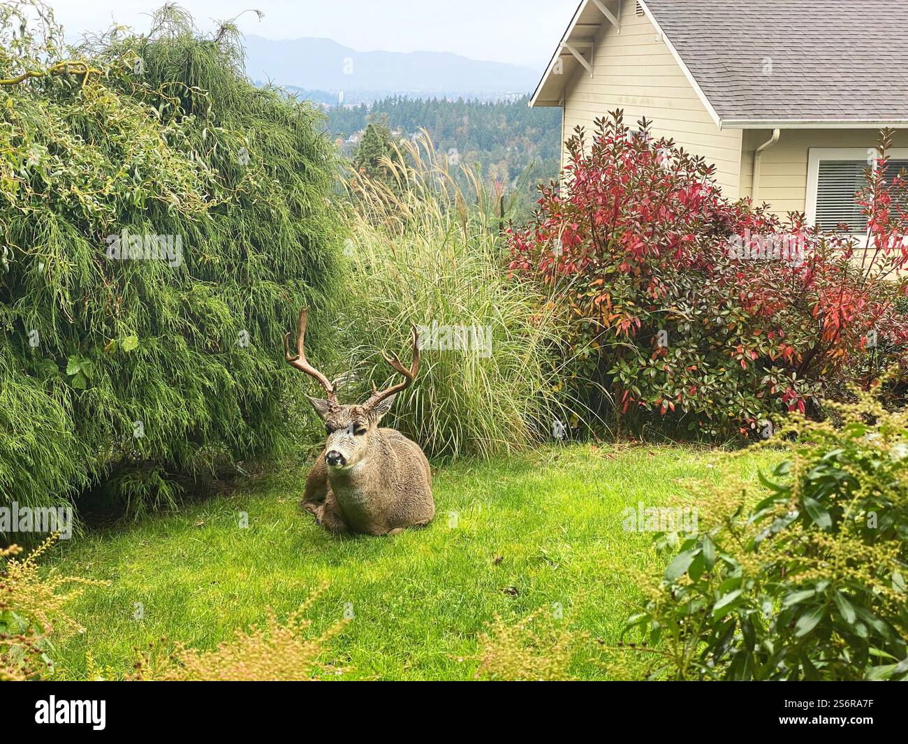 Ein großer Schwarzschwanz-Bock, der auf dem Rasen eines Hauses in Eugene, Oregon, liegt. - Smartphone-aufgenommenes Stockfoto