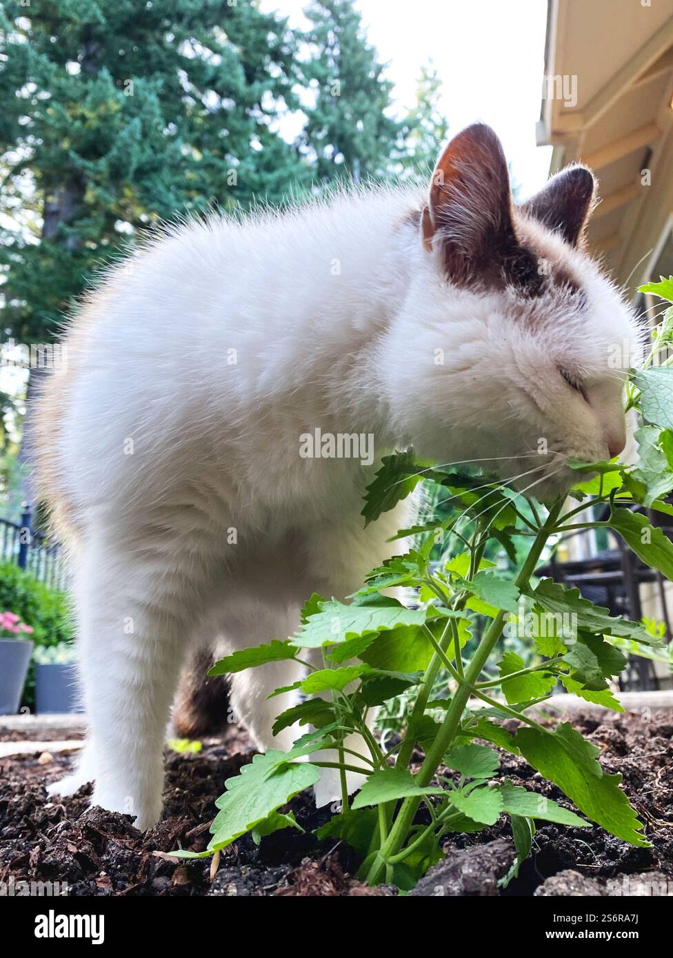 Eine weiße Katze schnüffelt und leckt eine Katzenminze im Garten. - Smartphone-aufgenommenes Stockfoto
