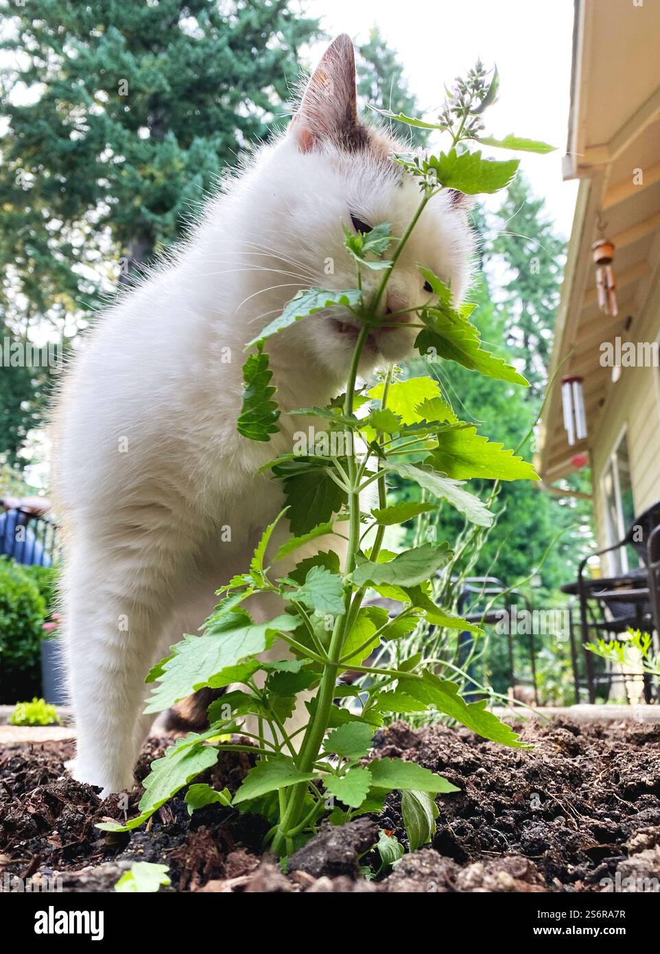 Eine weiße Katze schnüffelt und leckt eine Katzenminze im Garten. Stockfoto