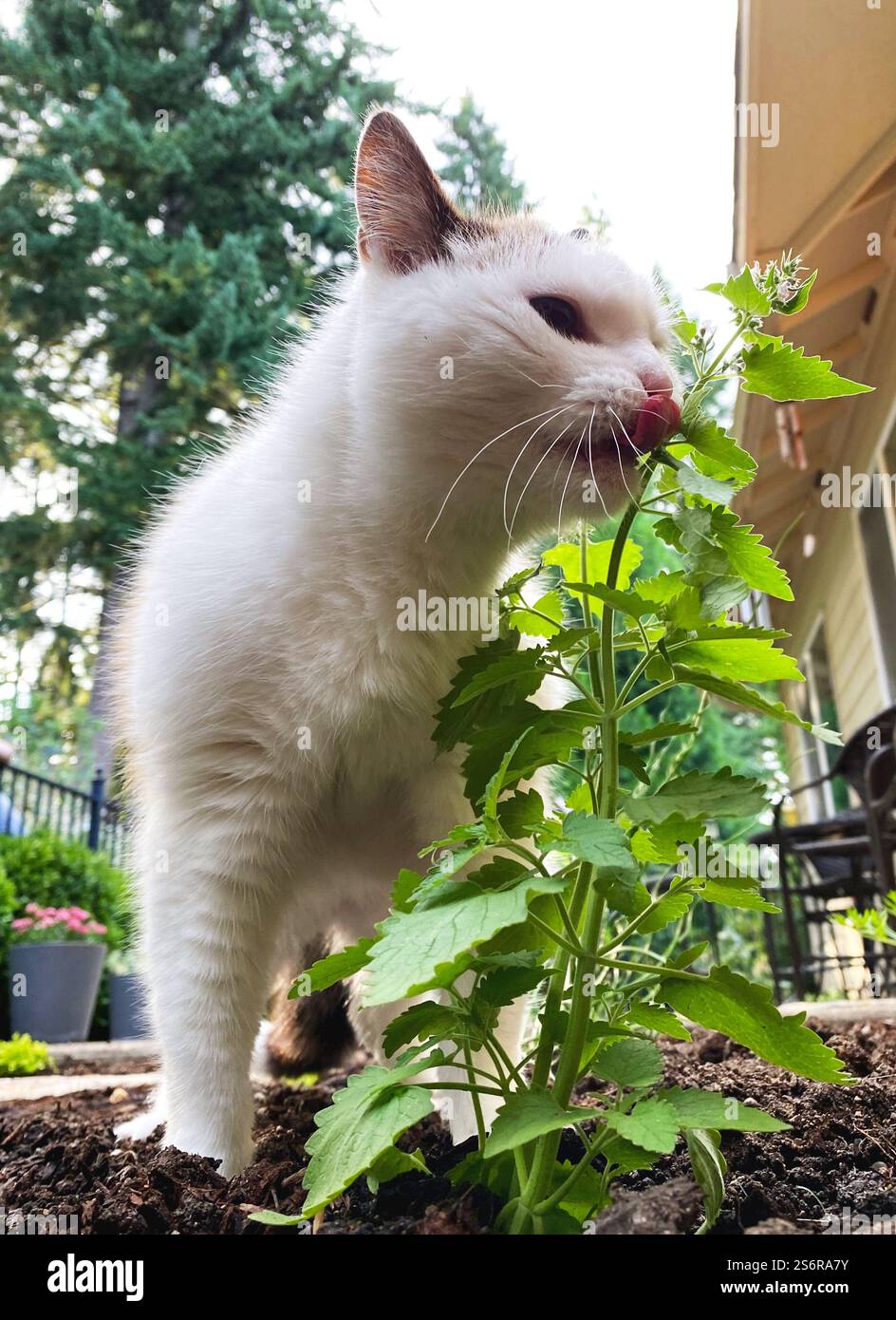 Eine weiße Katze schnüffelt und leckt eine Katzenminze im Garten. Stockfoto