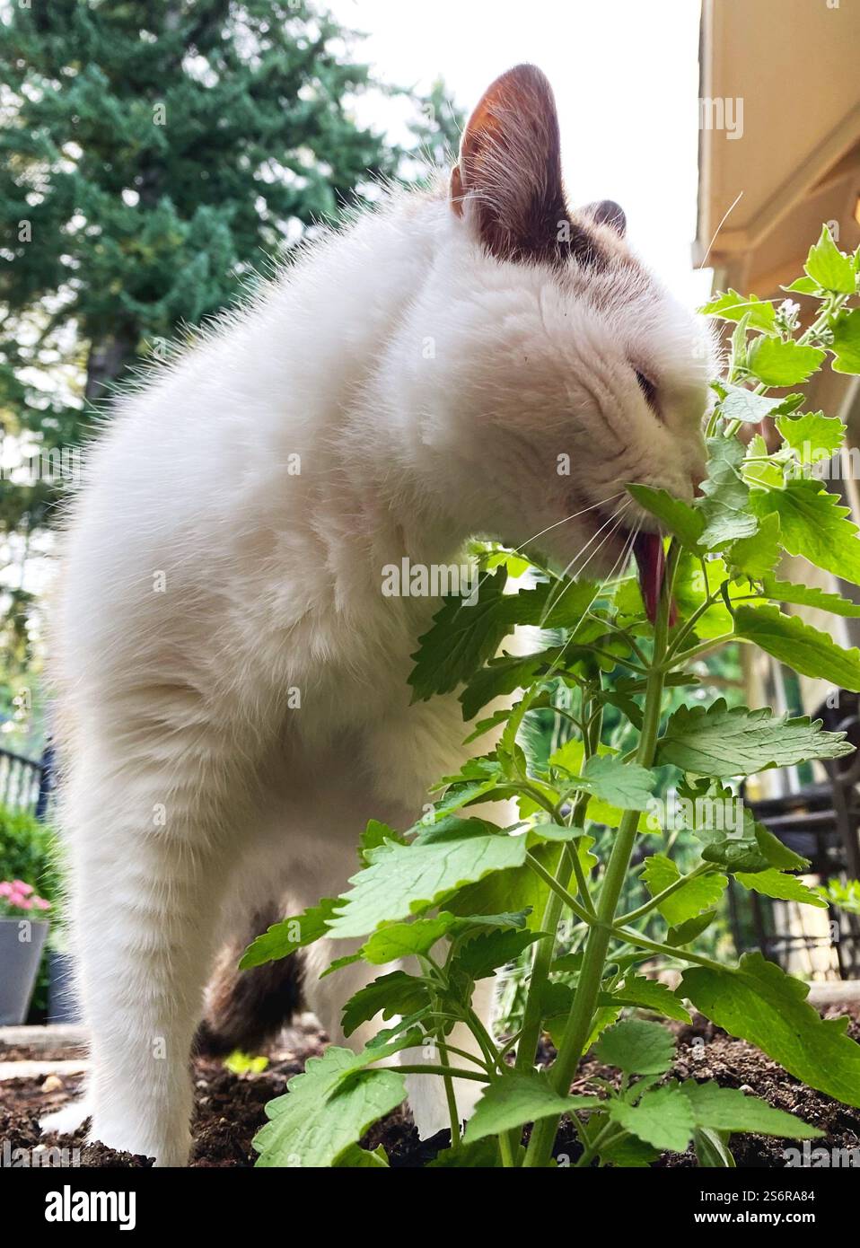 Eine weiße Katze schnüffelt und leckt eine Katzenminze im Garten. Stockfoto