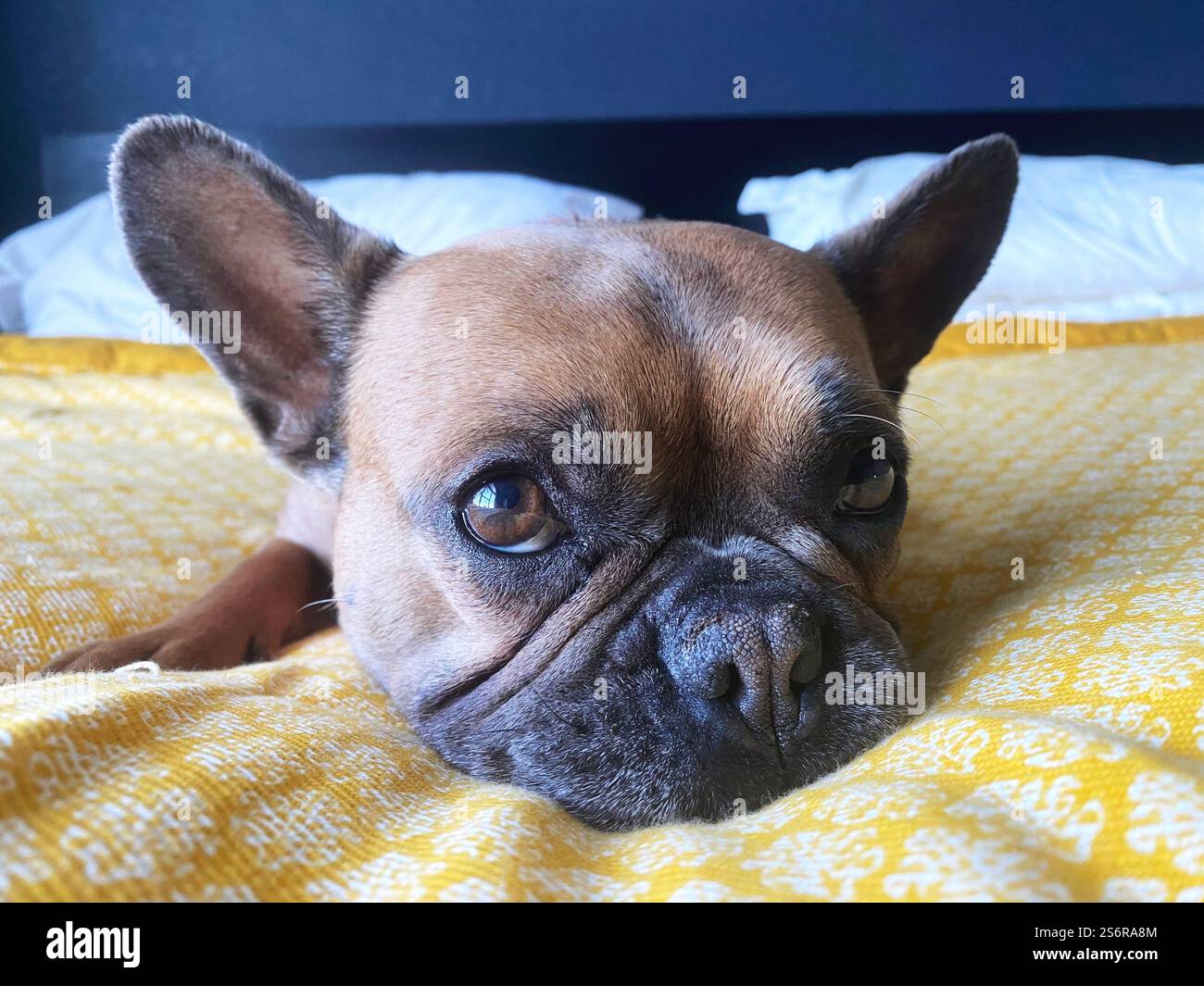 Nahaufnahme einer braunen französischen Bulldogge auf einem Bett mit gelber Federdecke und weißen Kissen in einem modernen Schlafzimmer. Stockfoto