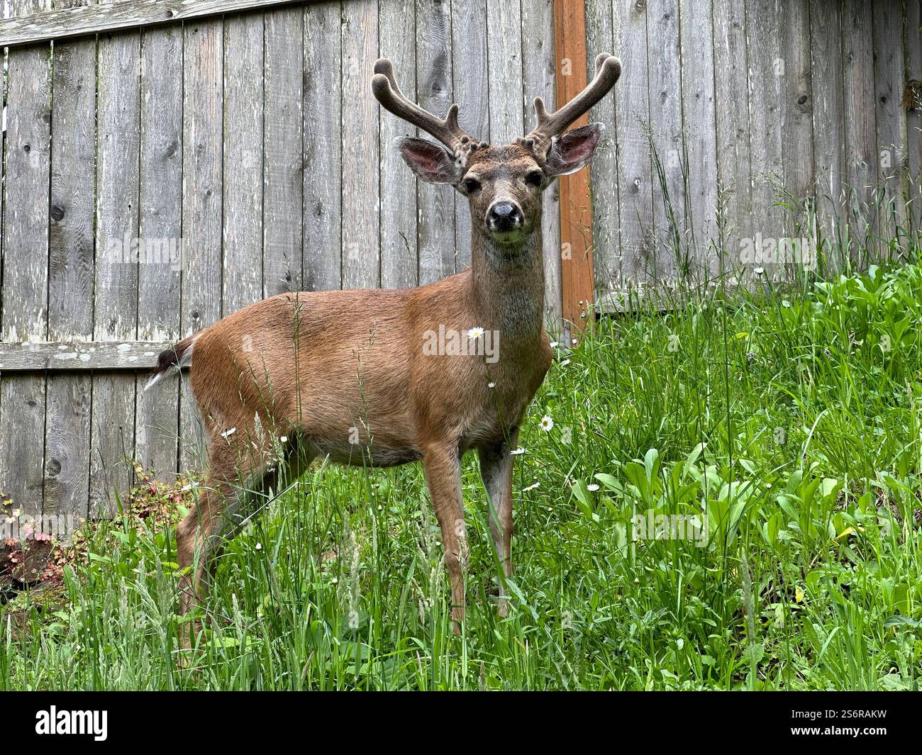 Ein Blacktail Bock mit Geweihen, der neben einem Zaun in Eugene, Oregon, steht. - Smartphone-aufgenommenes Stockfoto