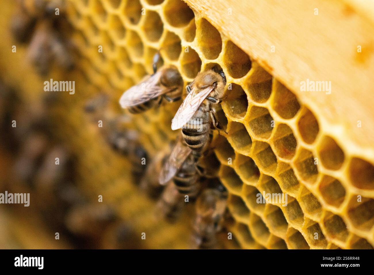Makro-Foto von arbeitenden Bienen auf Waben. Imkerei und Honigproduktion Bild Stockfoto