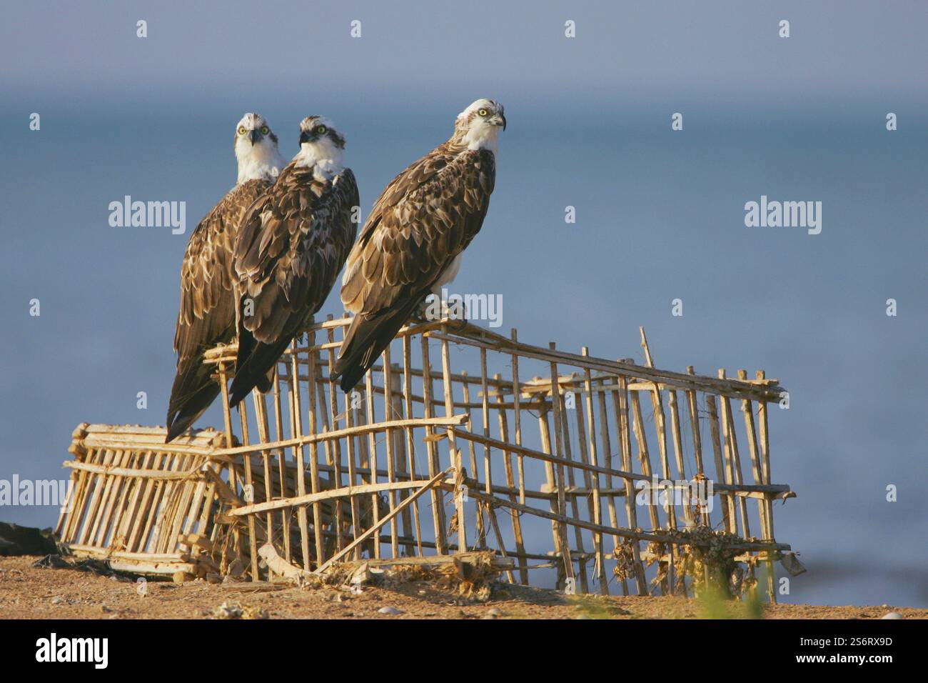 osprey, Fischfalke, Meeresfalke, Flussfalke (Pandion haliaetus), drei Fischadler, die zusammen auf selbstgemachten Käfigen thronen, Ägypten, Sinai Stockfoto