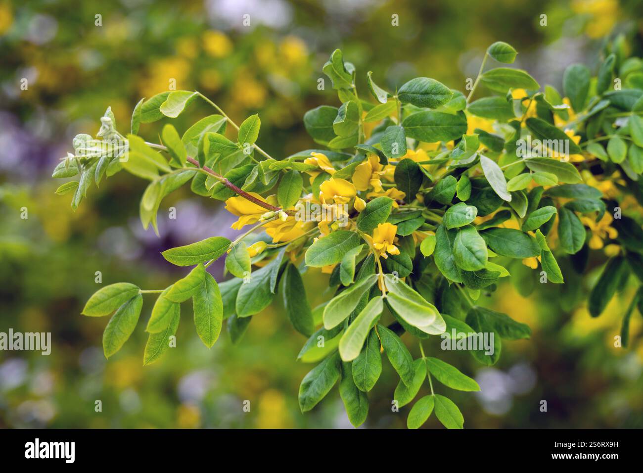 Erbsenstrauch, Erbsenbaum, sibirischer Erbsenstrauch (Caragana arborescens), blühender Erbsenbaum, Norwegen, Troms Stockfoto