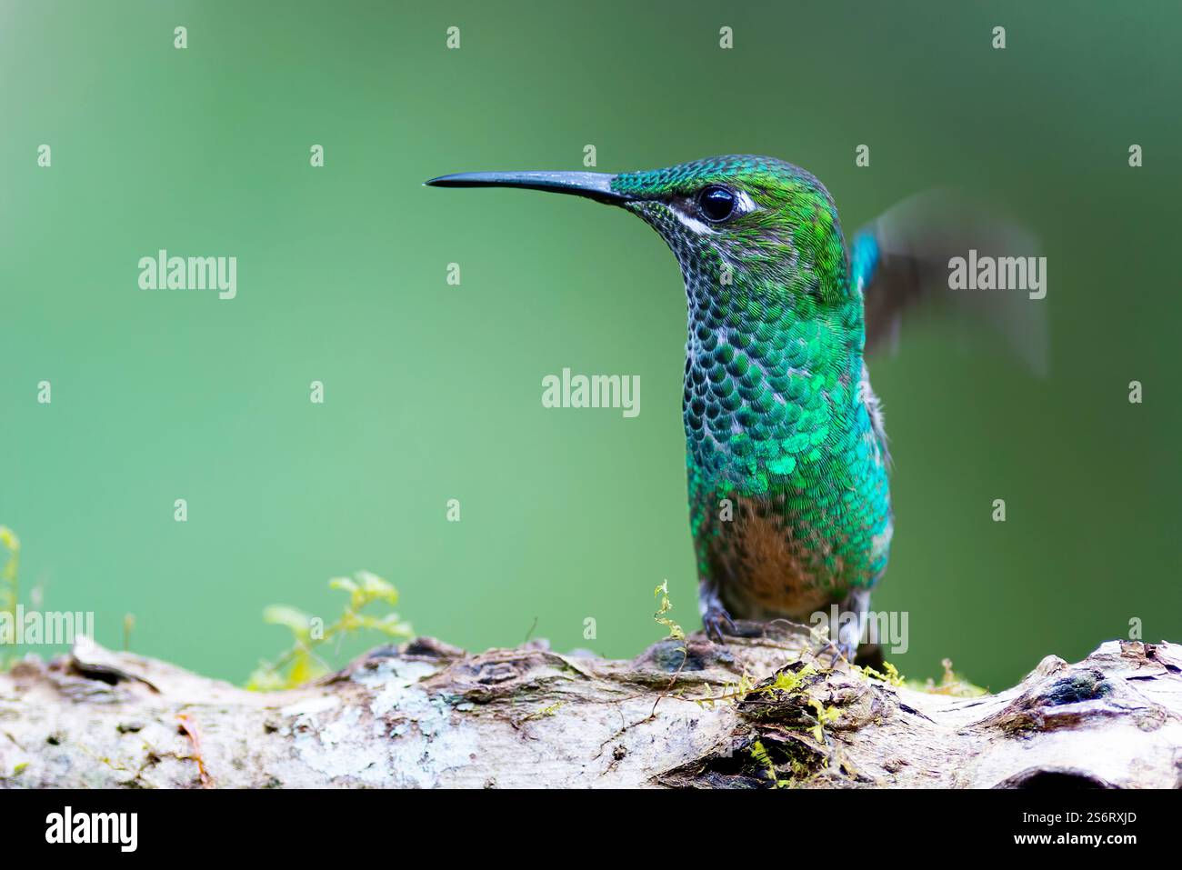 Fliegender Delfin mit Blaufront, Brilliant von Leadbeater, Brilliant von Violett, Brilliant von Violett, Brilliant von Violett (Heliodoxa leadbeateri), thront auf einem Logbuch Stockfoto