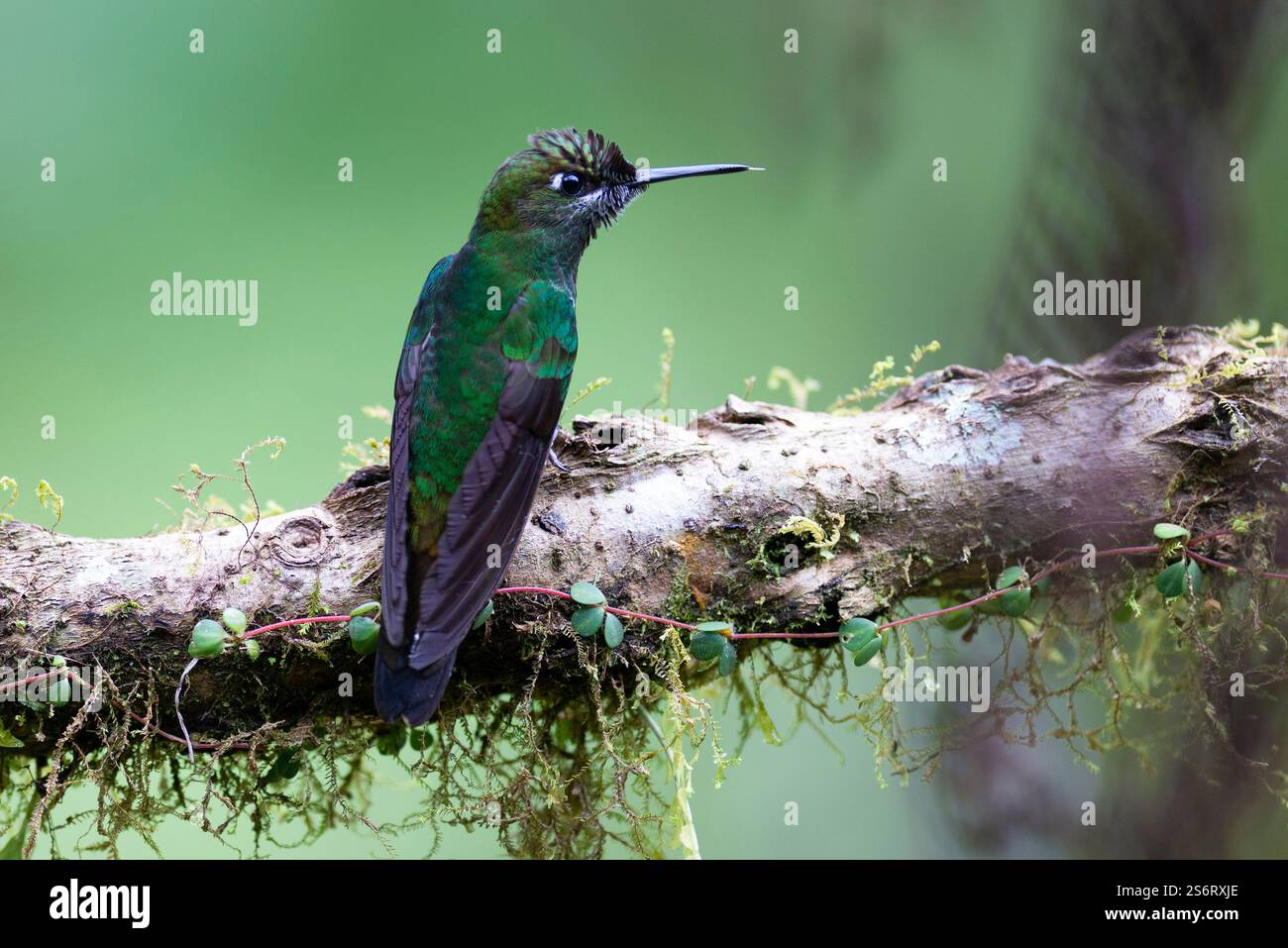 Fliegender Delfin mit Blaufront, Brilliant von Leadbeater, Brilliant von Violett, Brilliant von Violett, Brilliant von Violett (Heliodoxa leadbeateri), thront auf einem Baumstamm, Rea Stockfoto