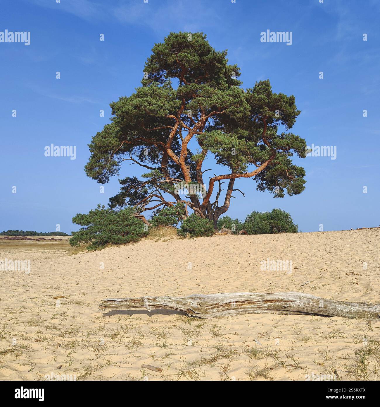 Kiefer, Kiefer (Pinus sylvestris), Kiefer und Totholz in der Dünenlandschaft de Pollen, Niederlande, Gelderland, Hoge Veluwe Nationalpark, Ott Stockfoto