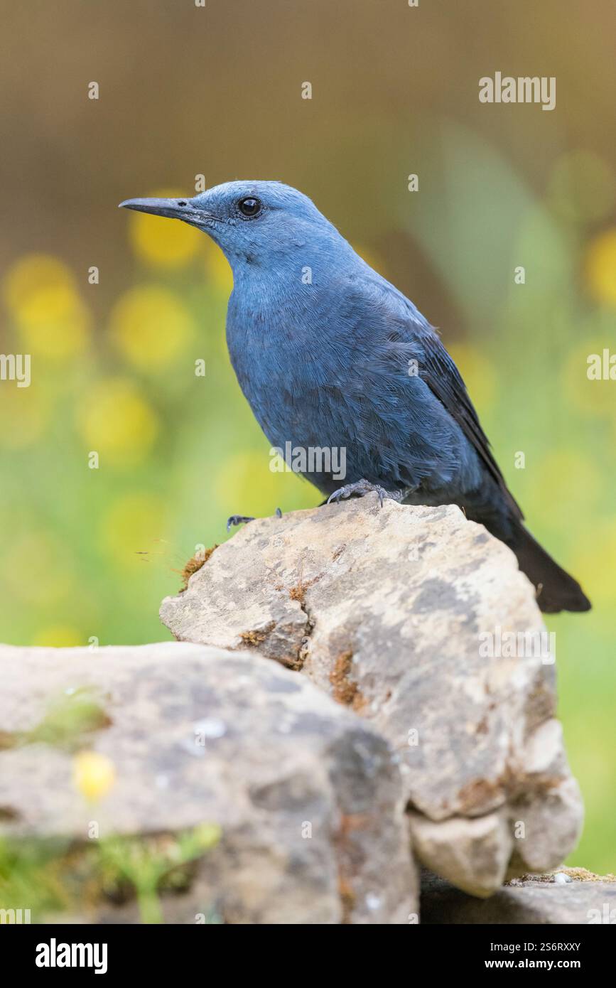 Blaue Felsendrossel (Monticola solitarius), männlich auf einem Felsen, Seitenansicht, Italien, Kampanien Stockfoto