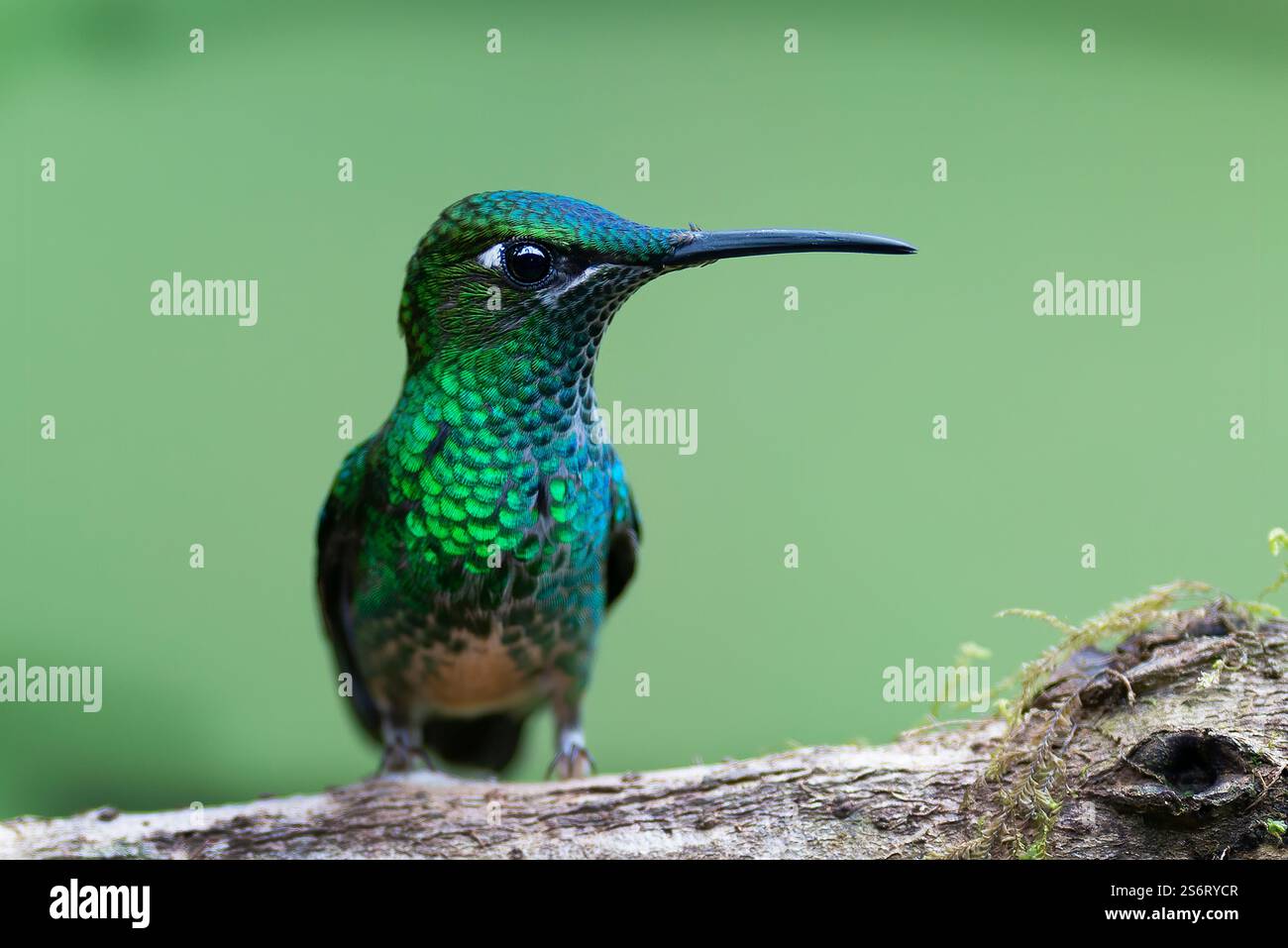 Fliegender Delfin mit Blaufront, Brilliant von Leadbeater, Brilliant von Violett, Brilliant von Violett, Brilliant von Violett (Heliodoxa leadbeateri), auf einem Baumstamm, per Stockfoto