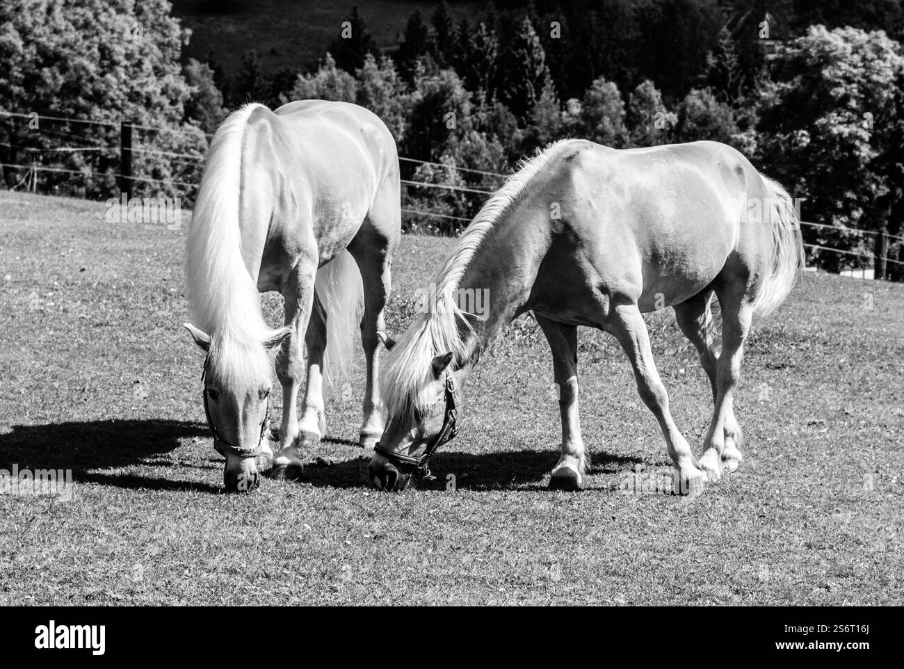 Zwei Palomino-Pferde, die auf einer Weide grasen, Schwarzweiß-Bild. Stockfoto Zwei Palomino-Pferde, die auf einer Weide grasen, Schwarzweiß-Bild. Stockfoto