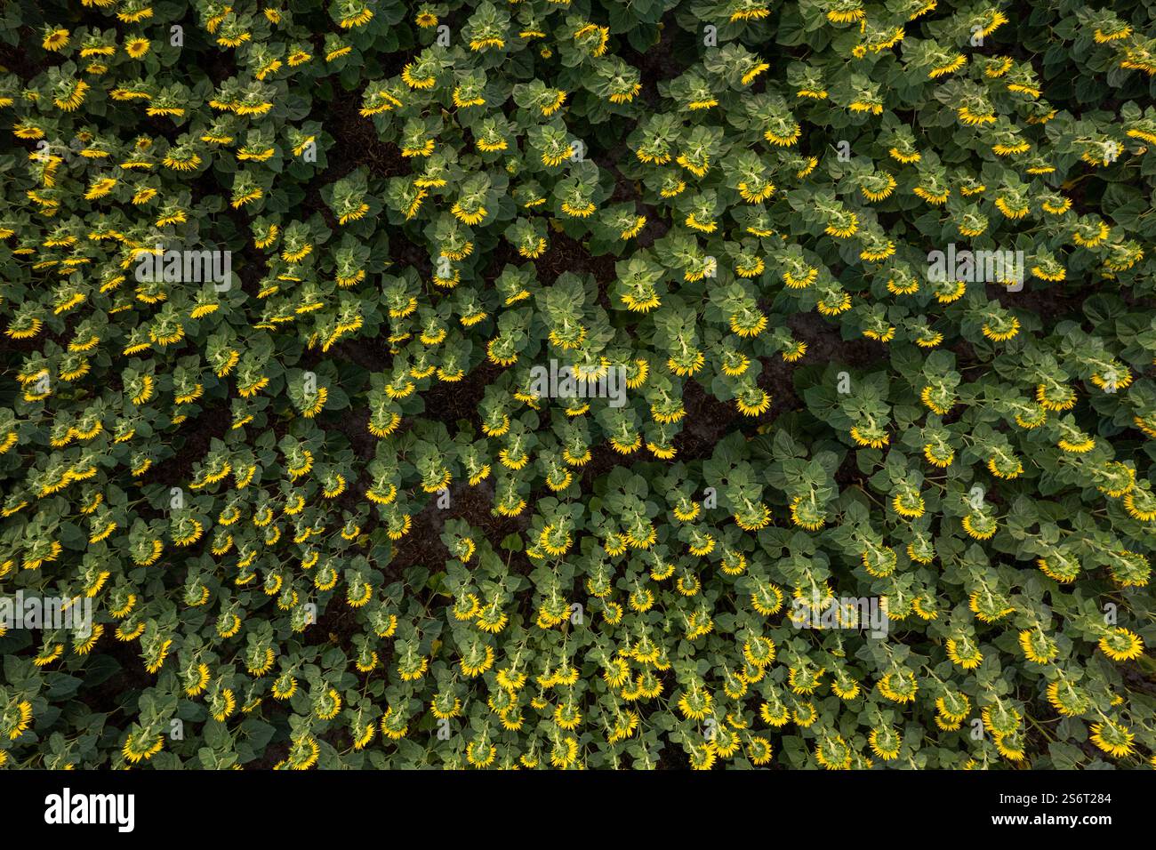 Sonnenblumenökologisches Feld im Sommer, landwirtschaftlicher Konzepthintergrund. Luftaufnahme von oben von einer Drohne Stockfoto Sonnenblumenökologisches Feld im Sommer, landwirtschaftlicher Konzepthintergrund. Luftaufnahme von oben von einer Drohne Stockfoto