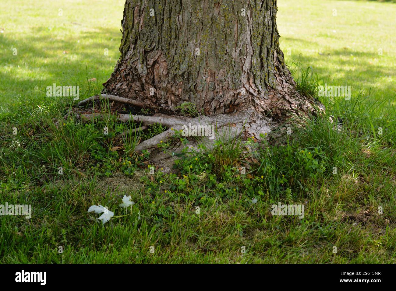 Ahornbaum, der Schäden aufgrund einer zu tiefen Beete aufweist, die zu einem „Umschnüren“ der Wurzeln um den Stamm führte, wodurch der Baum nun erwürgt werden könnte. Stockfoto