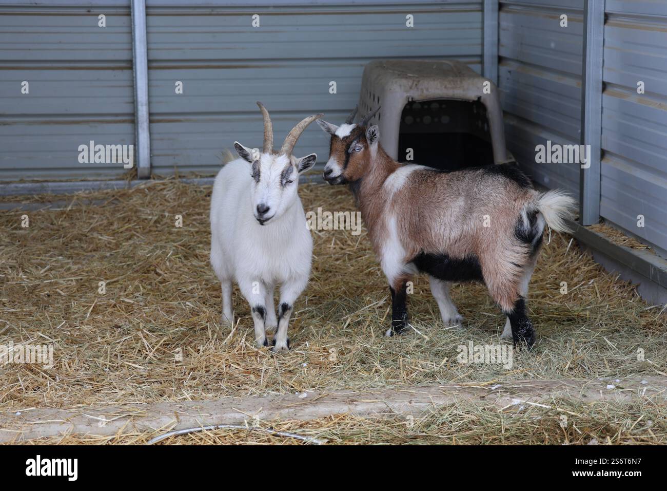 Ein Nahfoto von zwei Ziegen mit kurzen, gebogenen Hörnern, eine mit weißem Fell und die andere mit braunem und weißem Fell, die in einer Scheune mit Heu stehen. Stockfoto