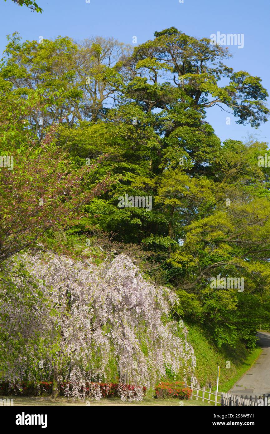 Japan, Kanazawa, Castle Park Stockfoto