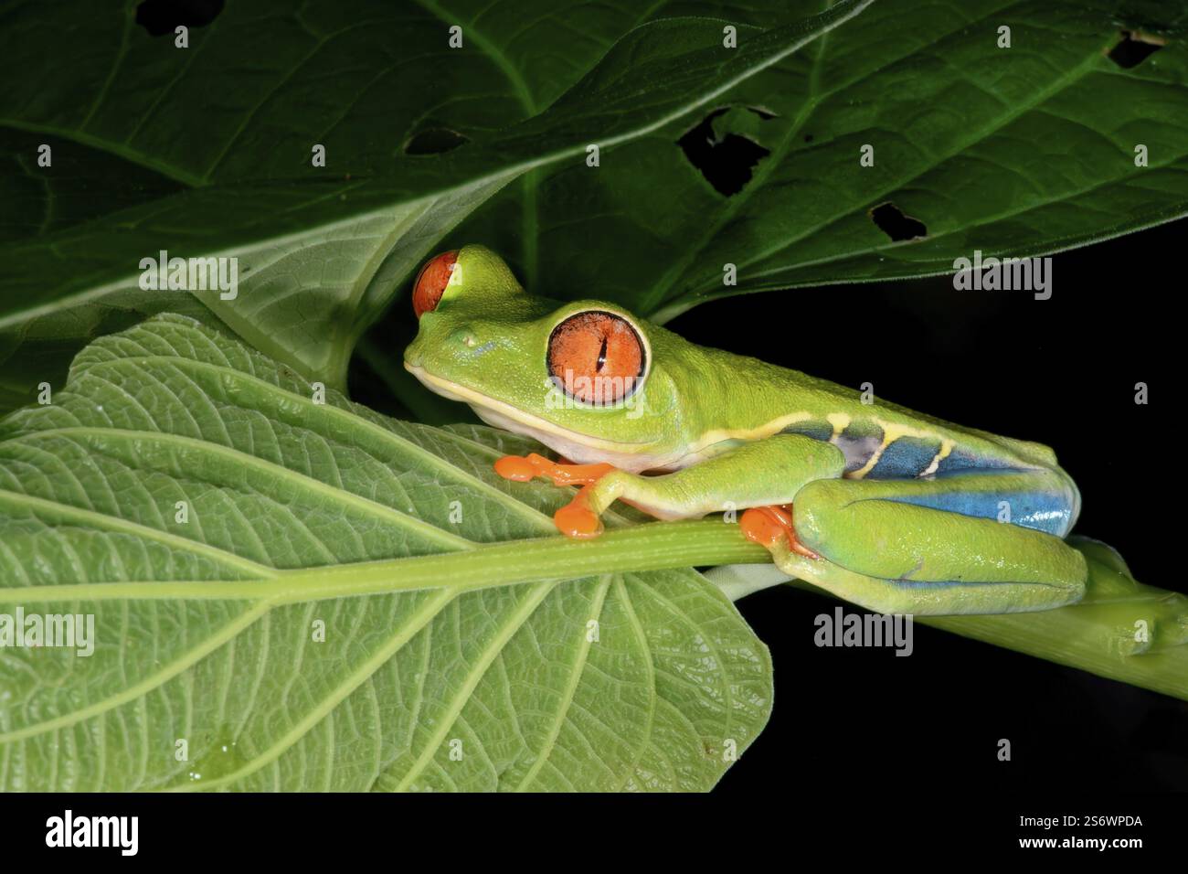 Roäugiger Baumfrosch oder roäugiger Blattfrosch (Agalychnis callidryas) auf Blatt sitzend, Costa Rica, Mittelamerika Stockfoto