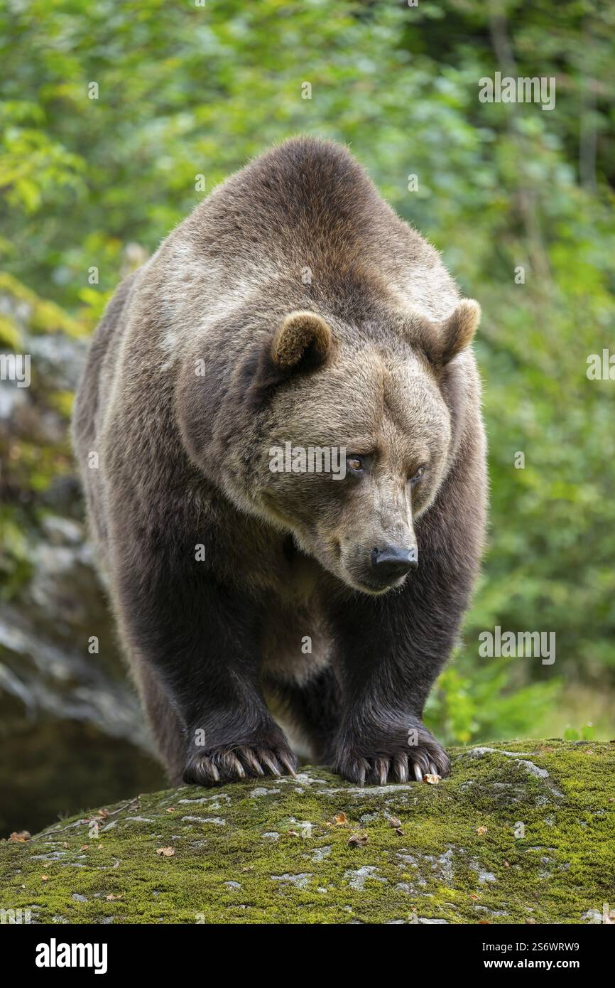 Braunbär (Ursus arctos) auf einem moosbedeckten Felsen stehend, gefangen, Nationalpark Bayerischer Wald, Bayern, Deutschland, Europa Stockfoto