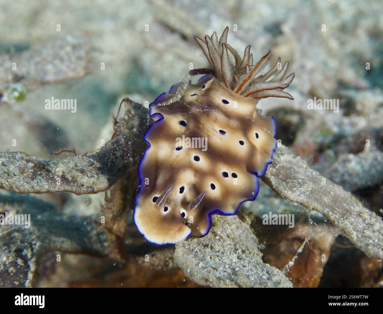 Nacktschnecke in Brauntönen mit blauen Kanten, prächtige Sternschnecke (Hypselodoris tryoni), auf Korallen, Napoleon Tauchplatz, Permuteran, Bali, Indonesisch Stockfoto