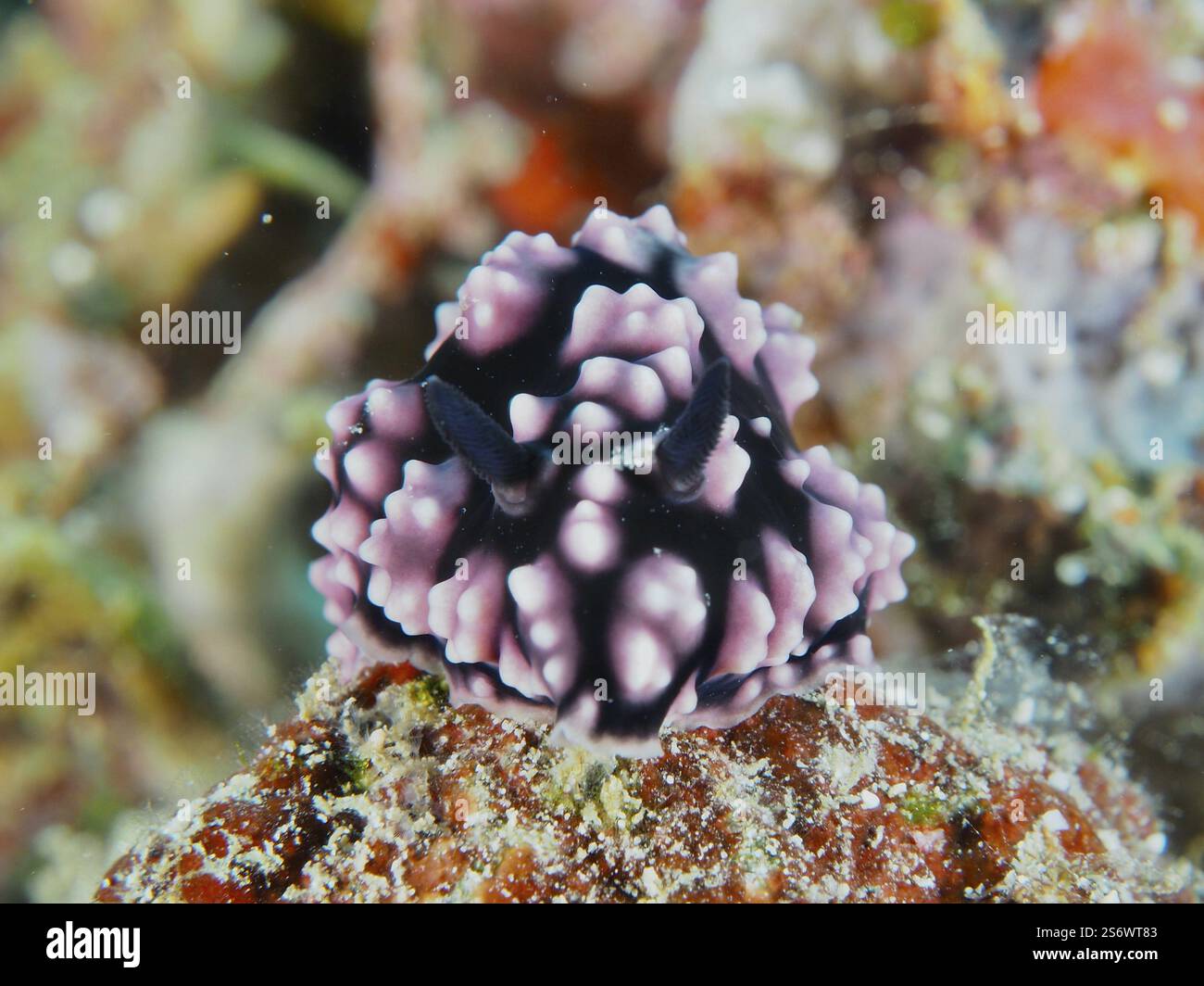 Violette Warzenschnecke, pustelige Warzenschnecke (Phyllidiella pustulosa), auf farbigem Hintergrund im Wasser, Tauchplatz Napoleon, Permuteran, Bali, Indonesien Stockfoto