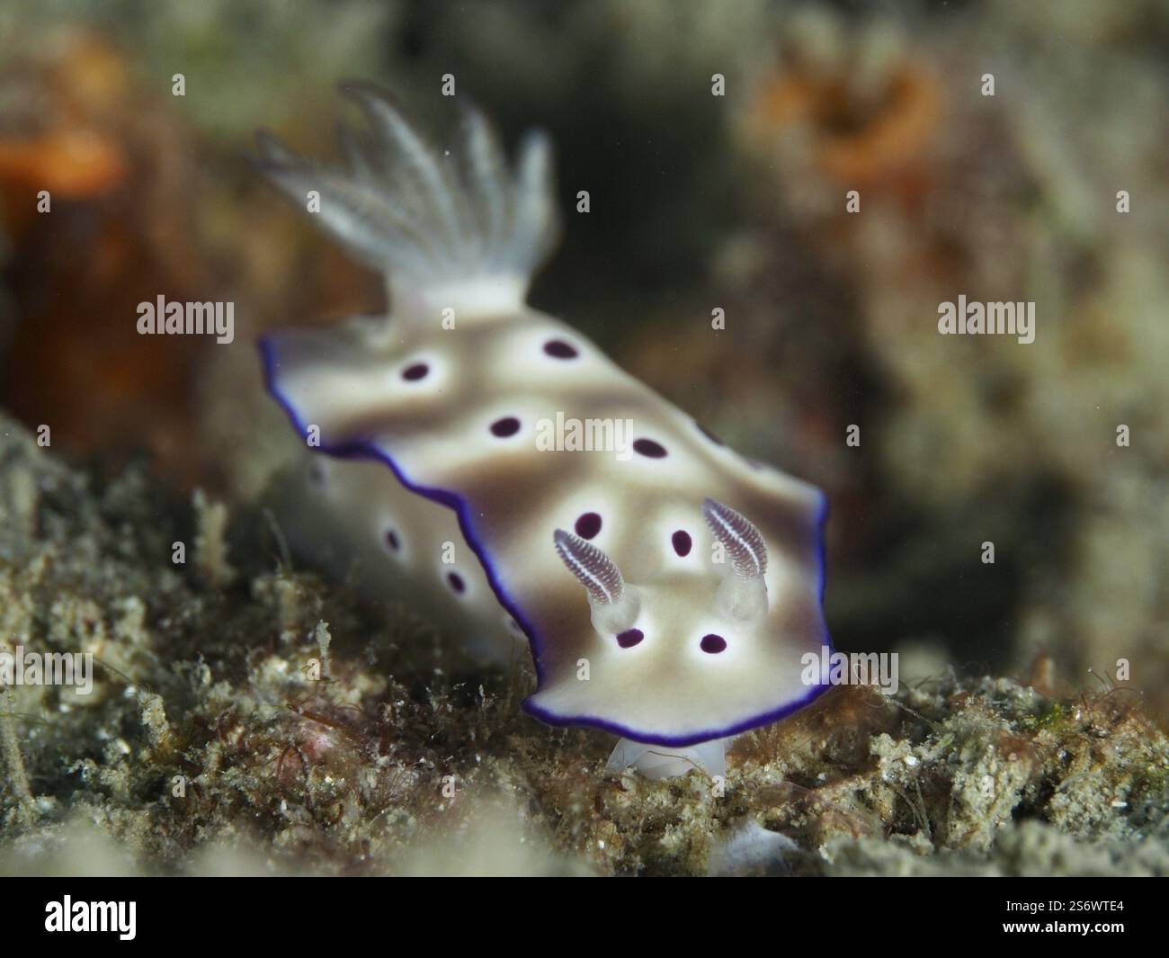 Weiße Nacktschnecke mit violetten Flecken, herrliche Sternschnecke (Hypselodoris tryoni), auf einem Korallenriff, Tauchplatz Gondol Reef, Gondol, Bali, Indonesien, ASI Stockfoto