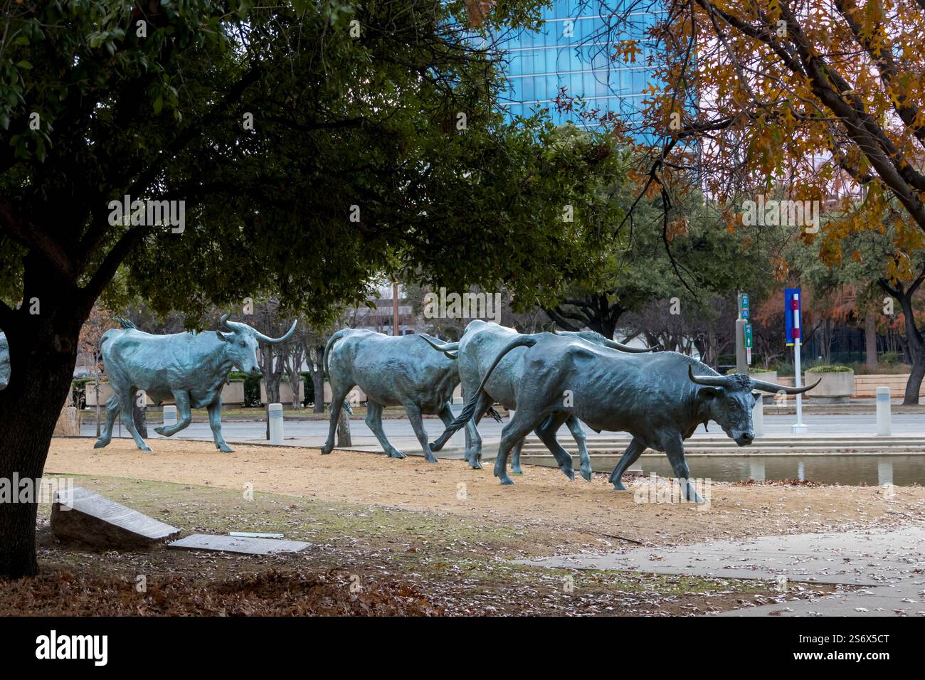 DALLAS, TEXAS - 23. DEZEMBER 2024: Langhornviehstatuen im öffentlichen Park Pioneer Plaza in Dallas, Texas. Stockfoto