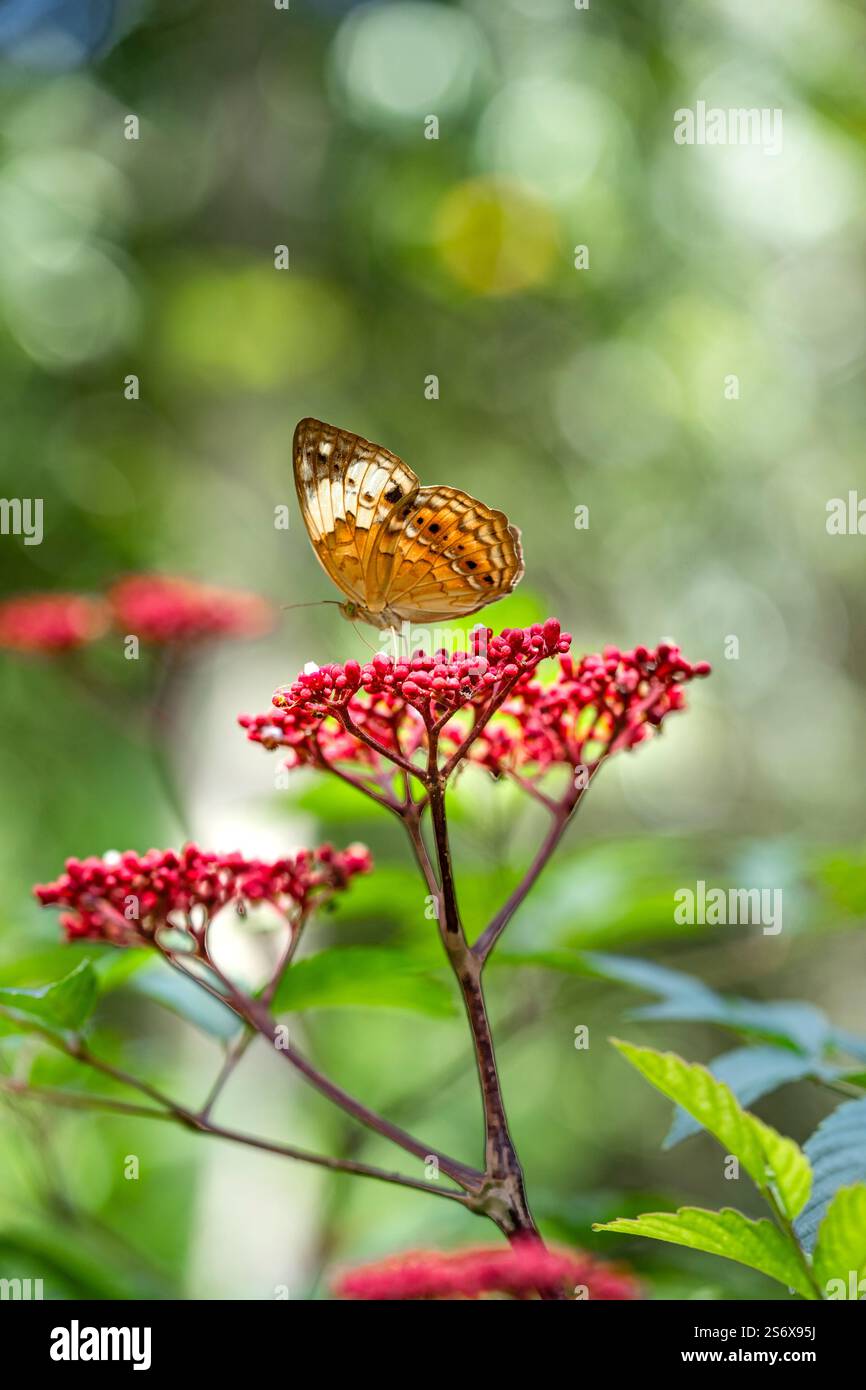 Schwarz gepunktet High Brown Orange Butter fliegen in einer roten Blume Outdoor Garten Sonnenlicht Stockfoto