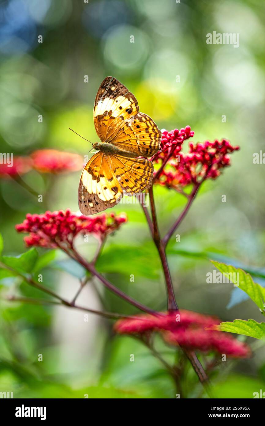 Schwarz gepunktet High Brown Orange Butter fliegen in einer roten Blume Outdoor Garten Sonnenlicht Stockfoto