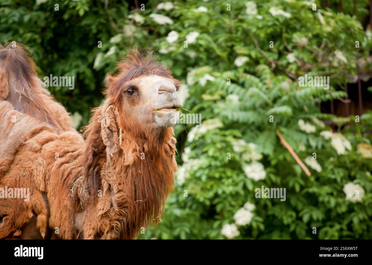 Kamel-Nahaufnahme zwischen grünen Büschen Stockfoto