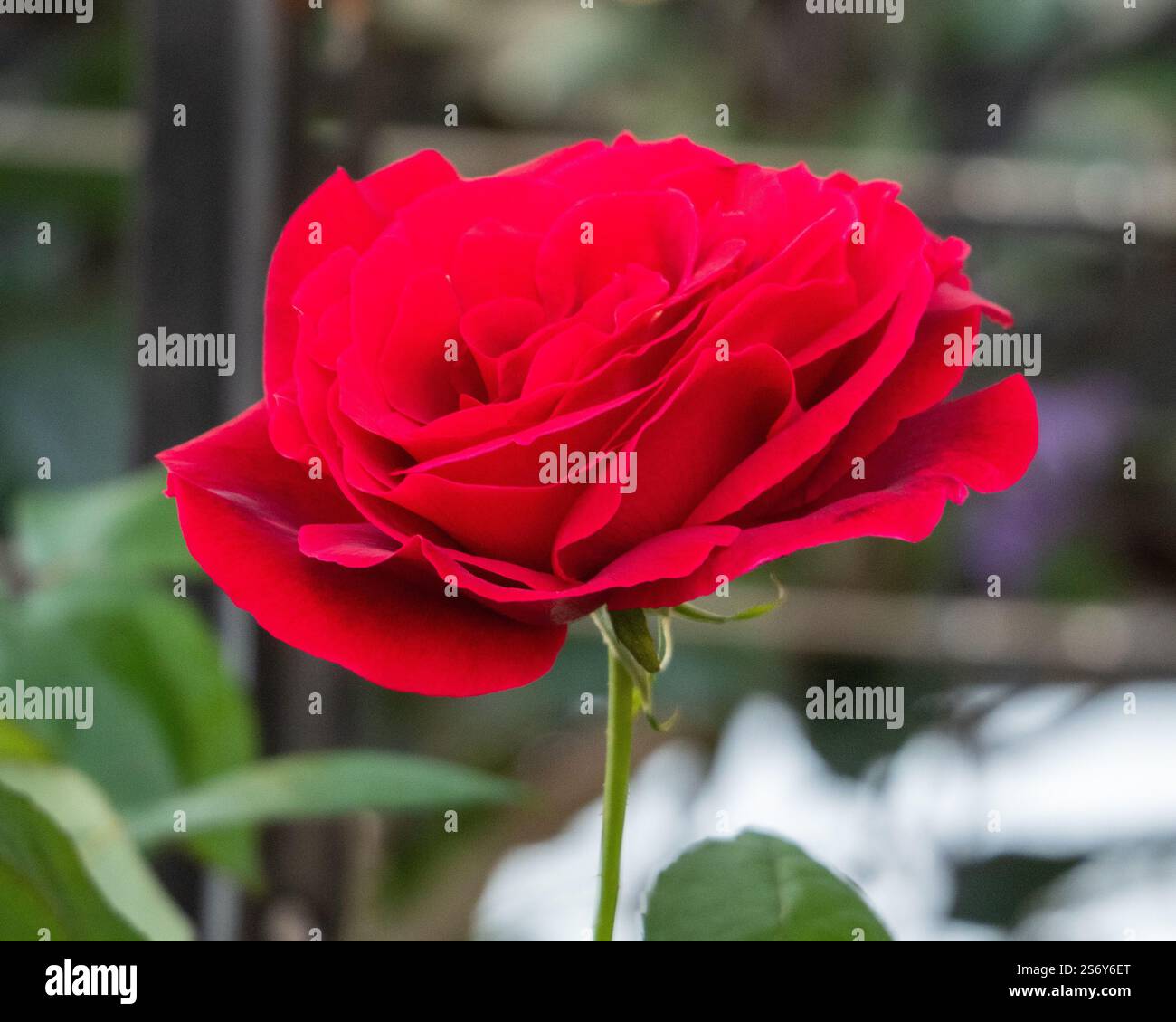 Rote rose Blume im Garten Stockfoto