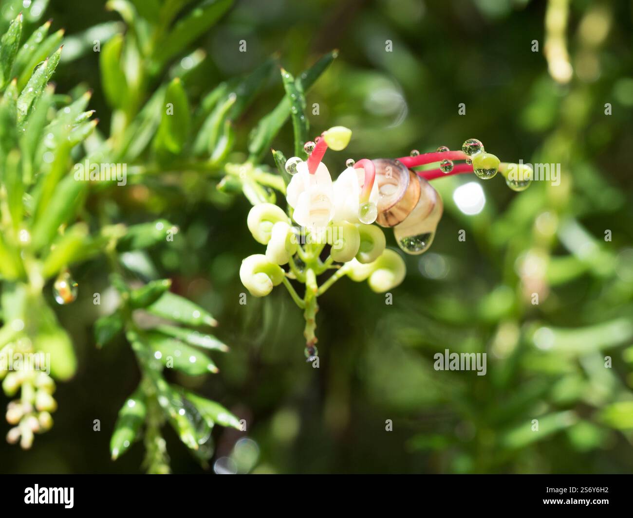 Grevillea Hills JubileeBlume zwischen grünem Laub im Garten Stockfoto