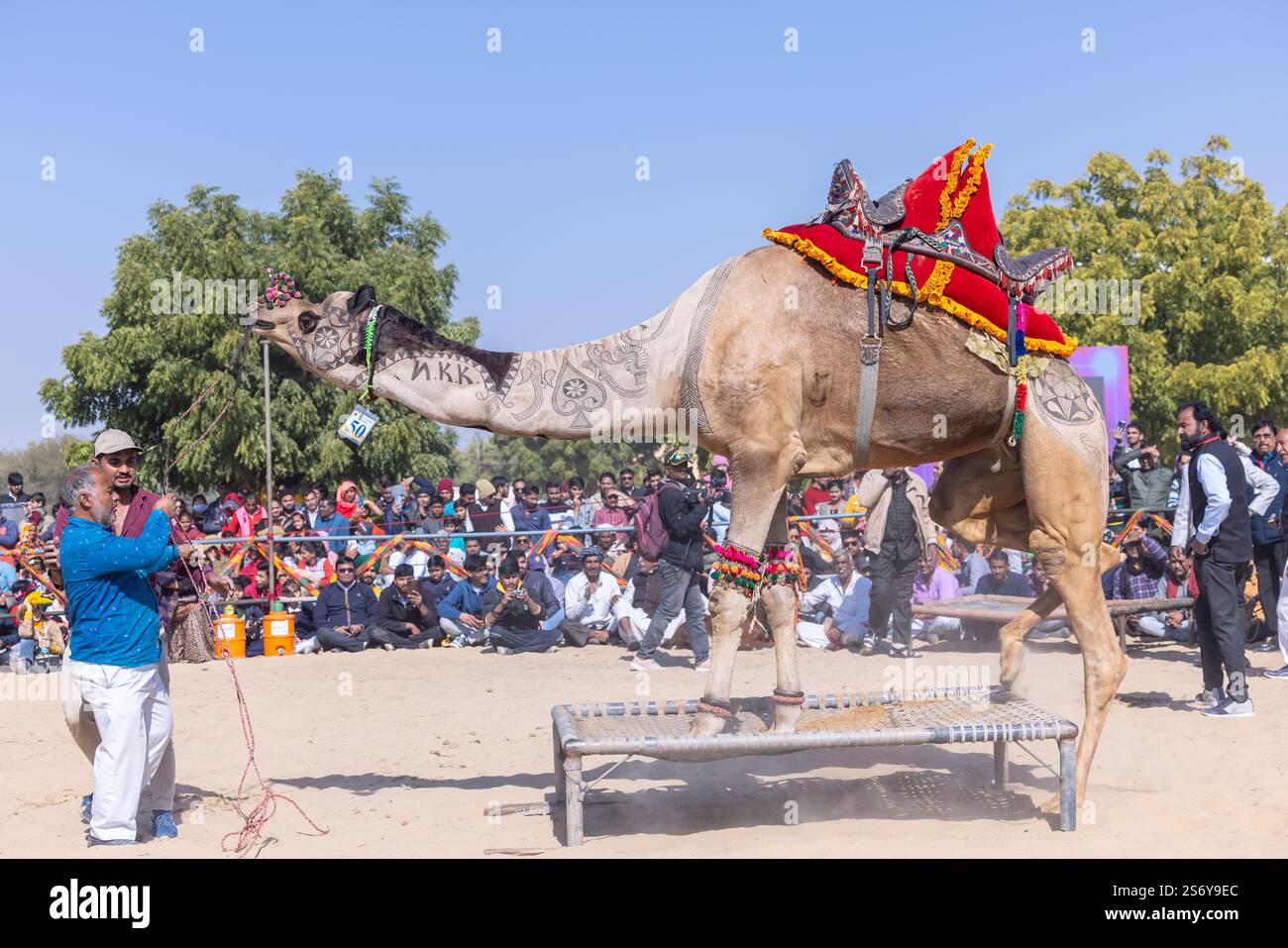 Bikaner, Rajasthan - Januar 2023: Kamelfestival Bikaner, dekorierter Kameltanz auf den Sanddünen Wüstengelände von bikaner während des Kamelfestes. Stockfoto