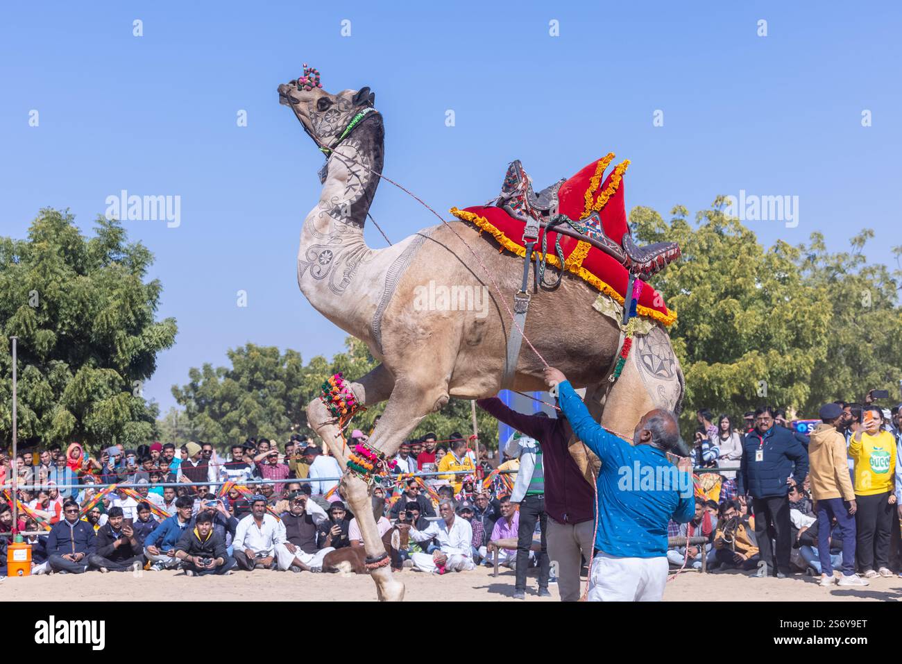 Bikaner, Rajasthan - Januar 2023: Kamelfestival Bikaner, dekorierter Kameltanz auf den Sanddünen Wüstengelände von bikaner während des Kamelfestes. Stockfoto