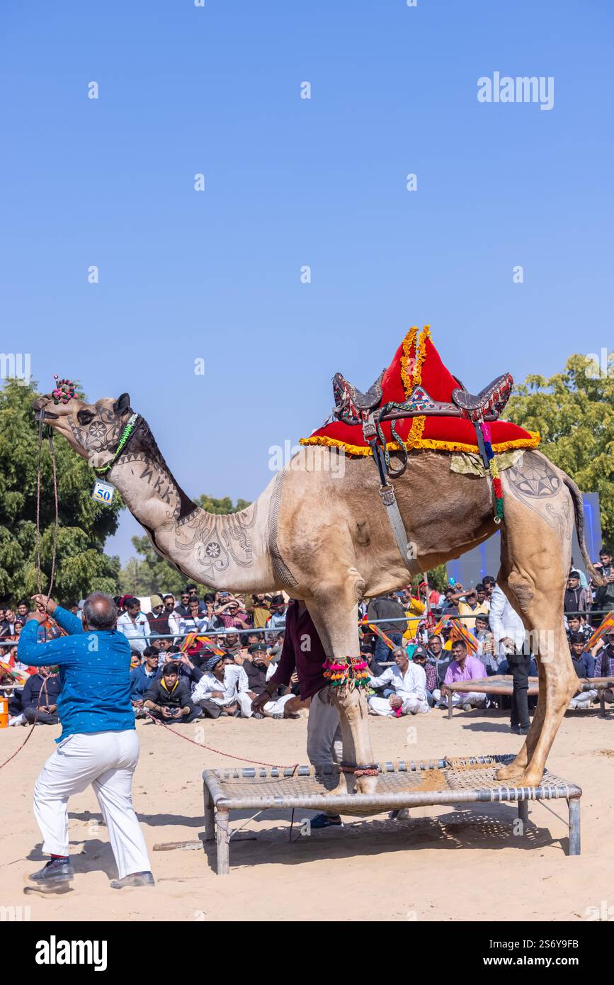 Bikaner, Rajasthan - Januar 2023: Kamelfestival Bikaner, dekorierter Kameltanz auf den Sanddünen Wüstengelände von bikaner während des Kamelfestes. Stockfoto