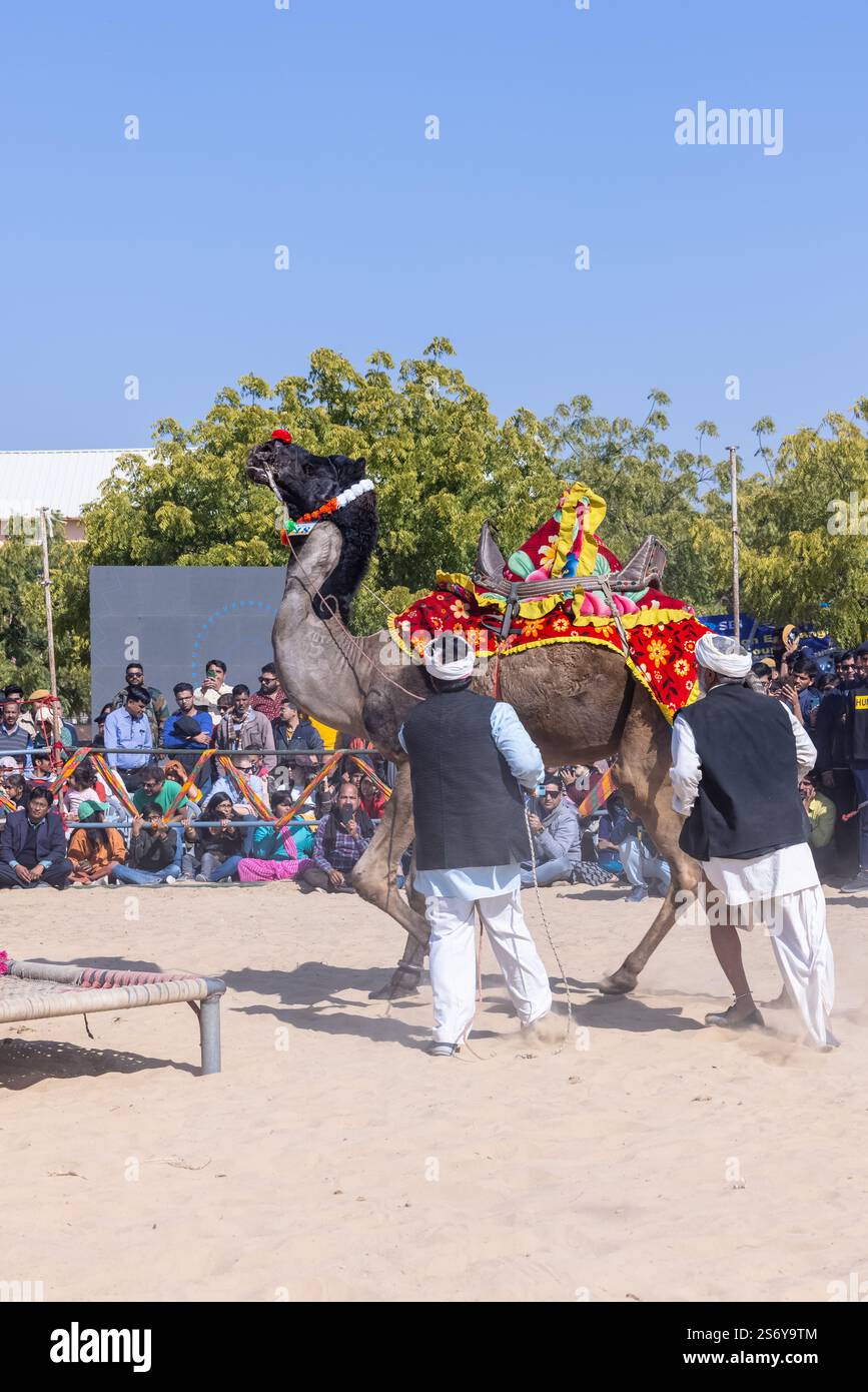 Bikaner, Rajasthan - Januar 2023: Kamelfestival Bikaner, dekorierter Kameltanz auf den Sanddünen Wüstengelände von bikaner während des Kamelfestes. Stockfoto
